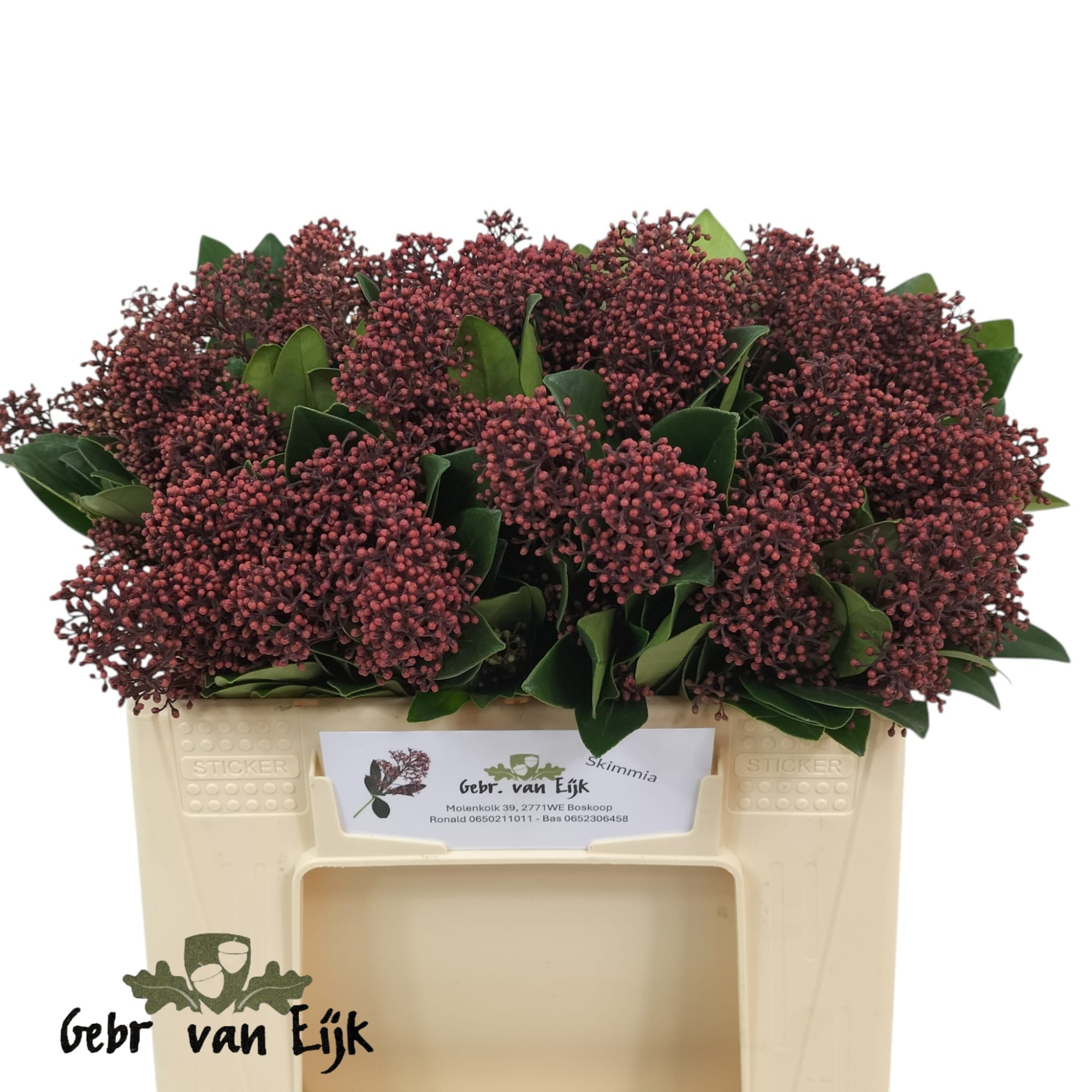 Скимия Рубелла за пучок 35 (красн.), пуч.