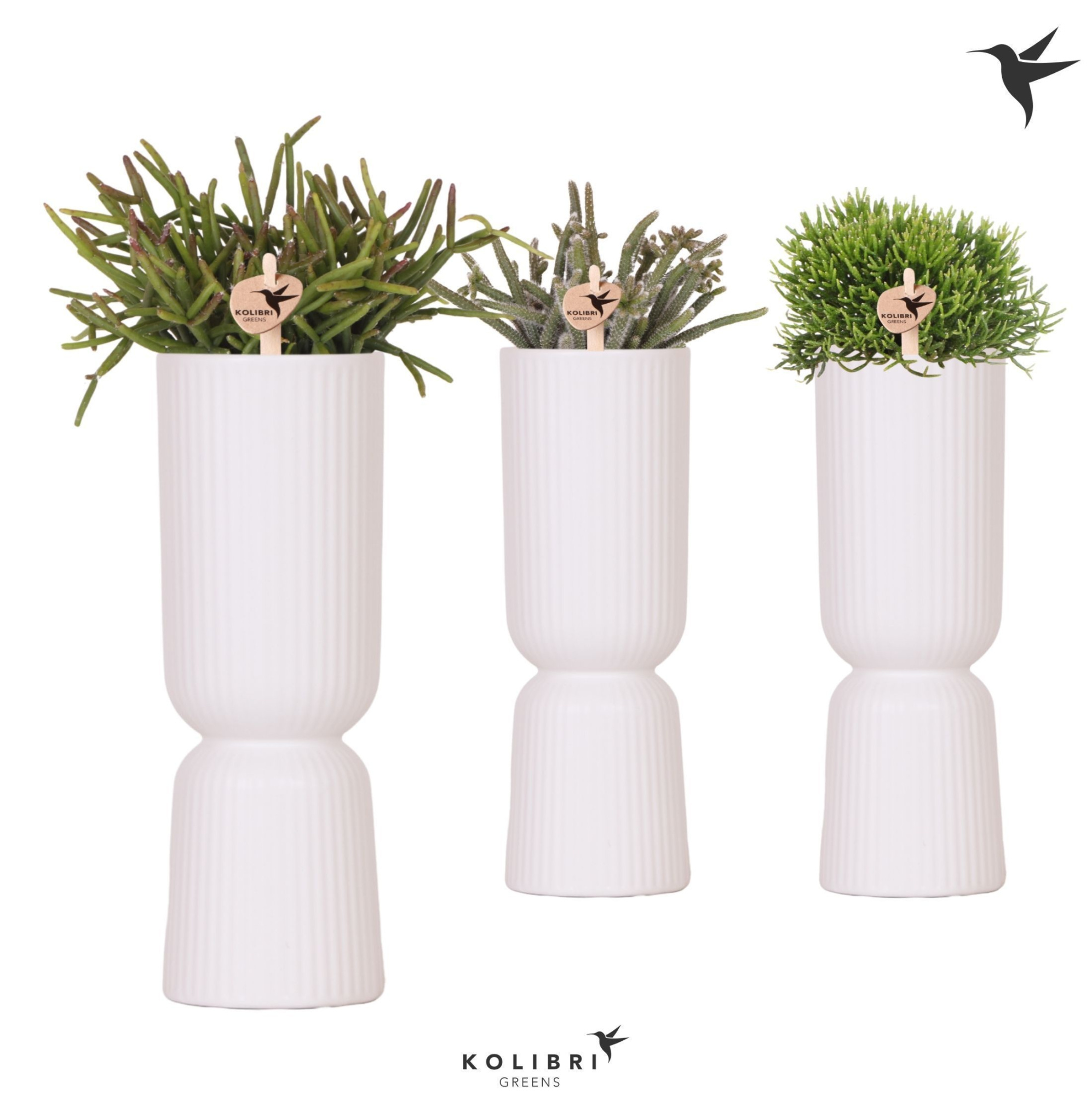 Kolibri Greens Rhipsalis mix in Diabolo Fall pot white, D 9 cm