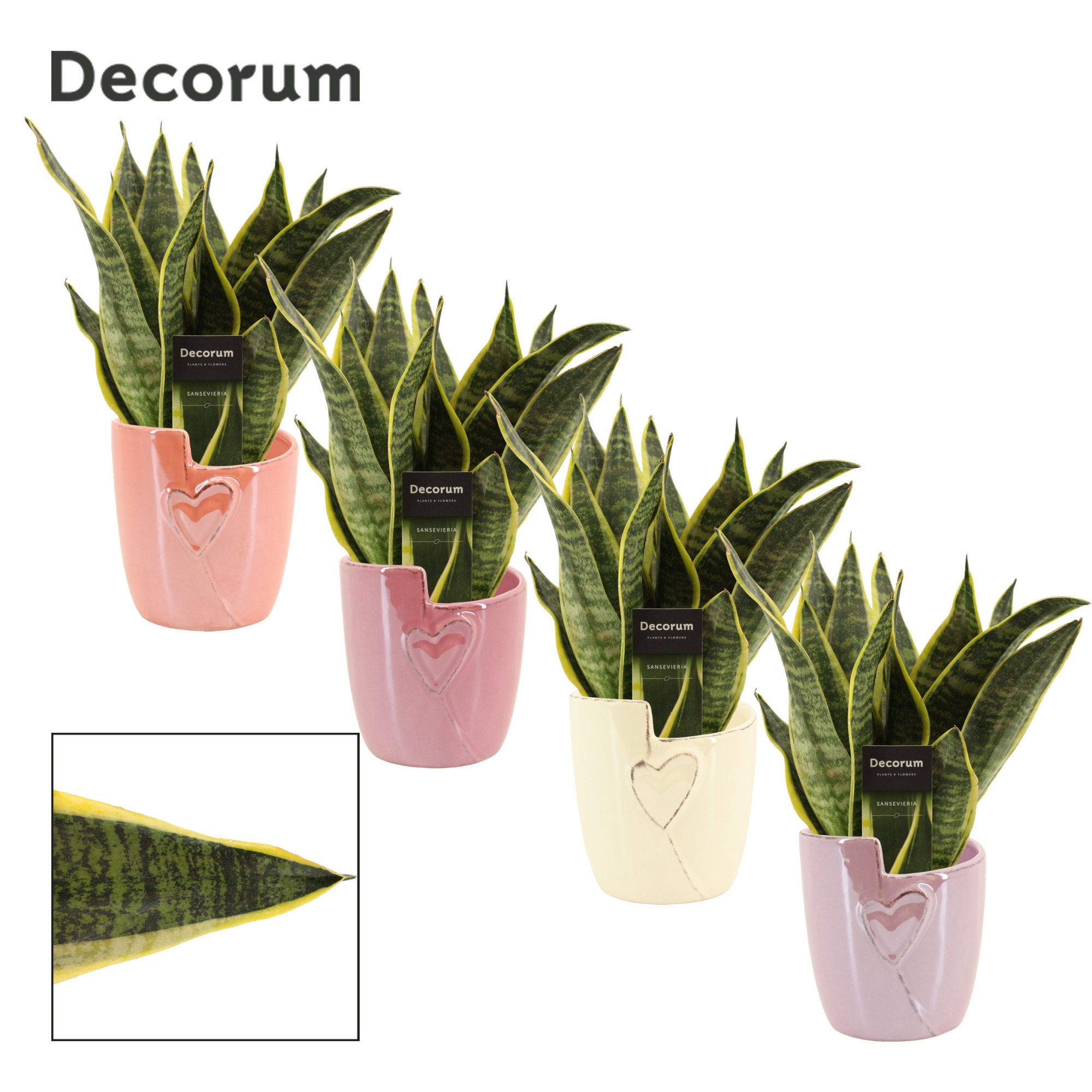Sansevieria Superba 12 cm in Joa (Special moods-collection), D 12