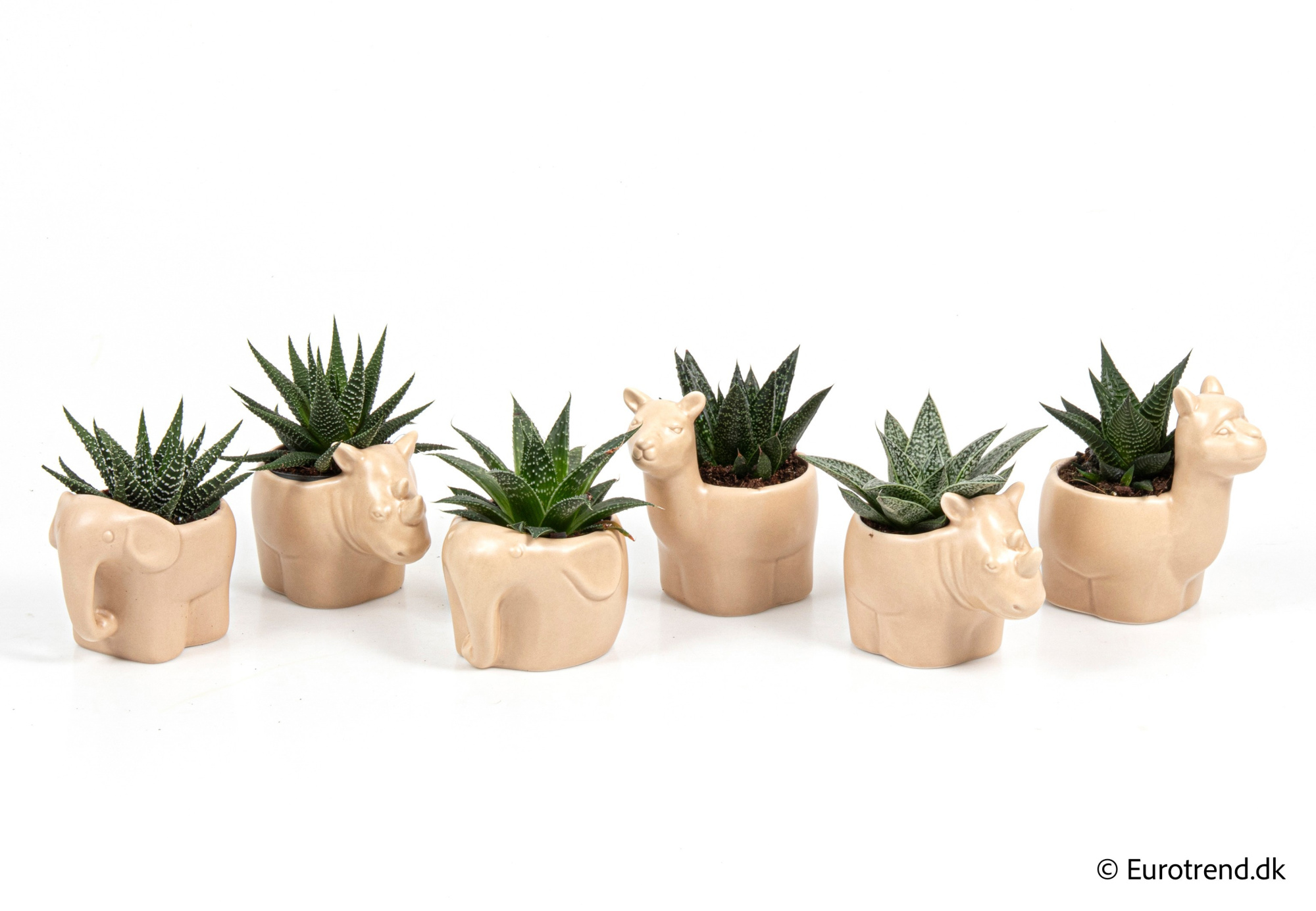 Succulent Mix in New Look ceramic 2026, D 6
