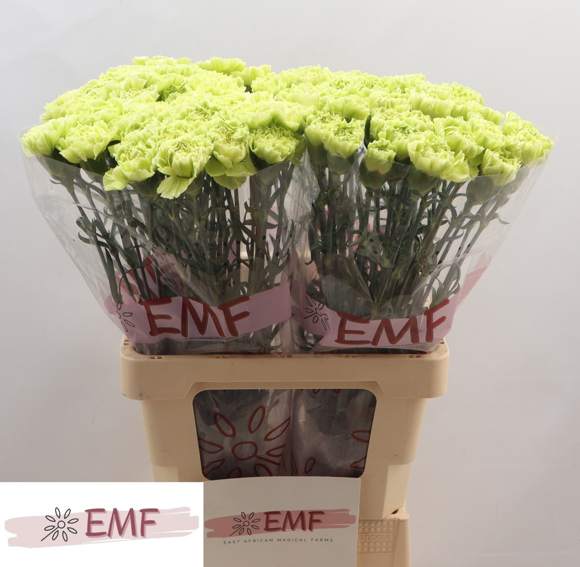 Диантус од. Грин Марти, шт.