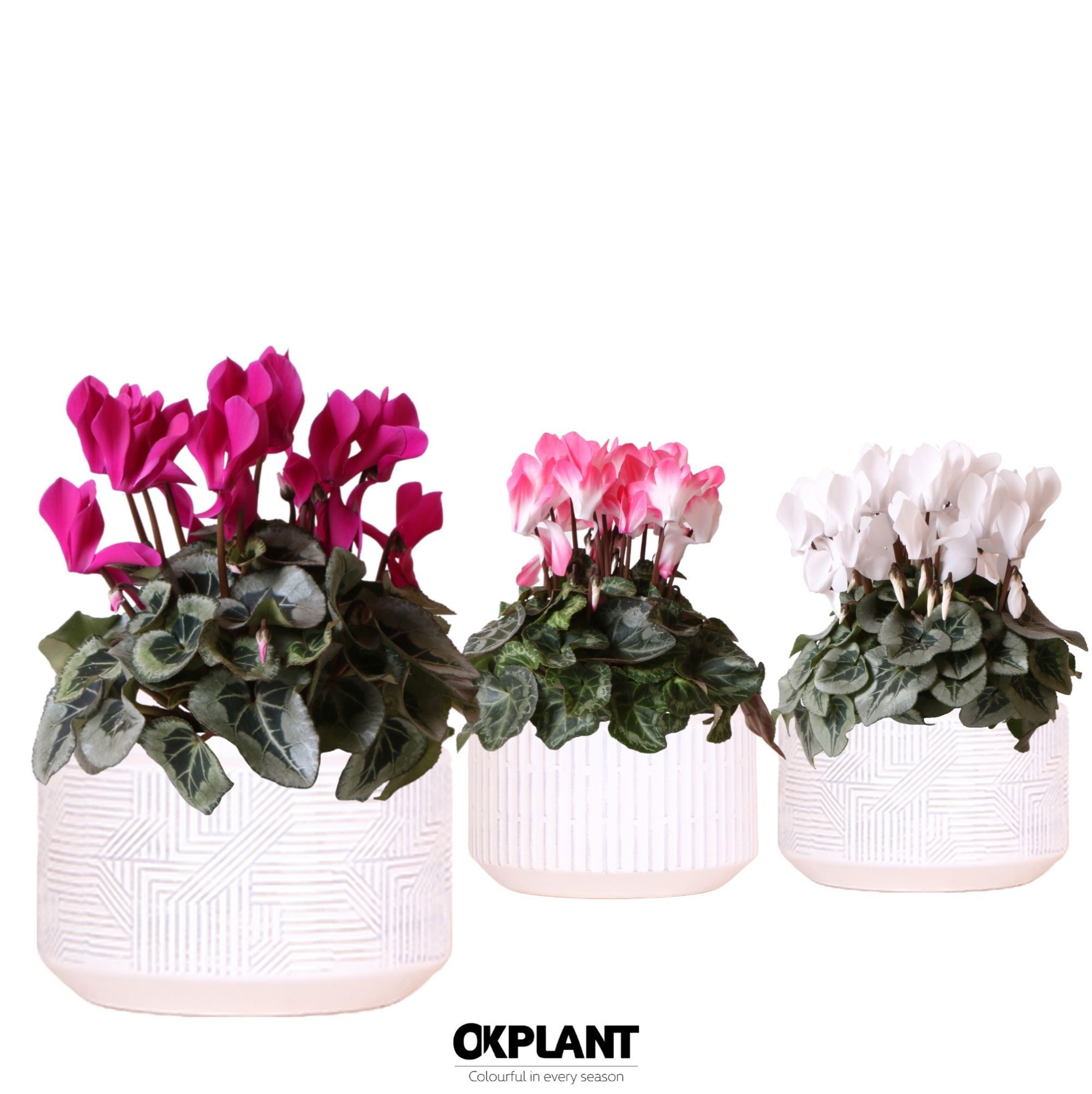 Cyclamen mix in Maze pot white, D 12 cm