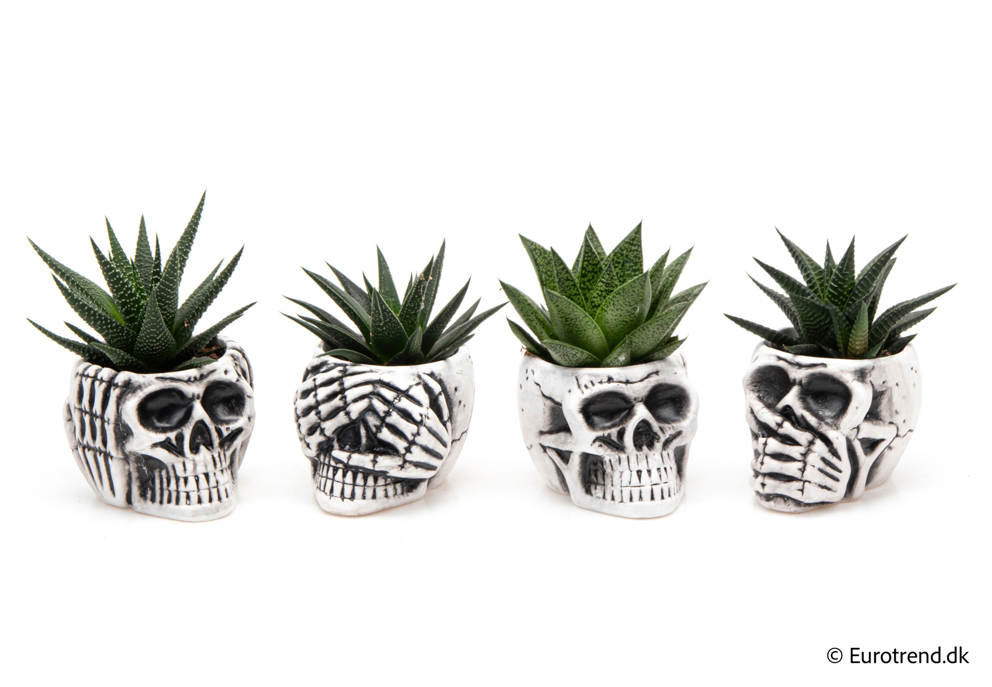 Succulent Mix in Halloween ceramic 2025, D 6 cm