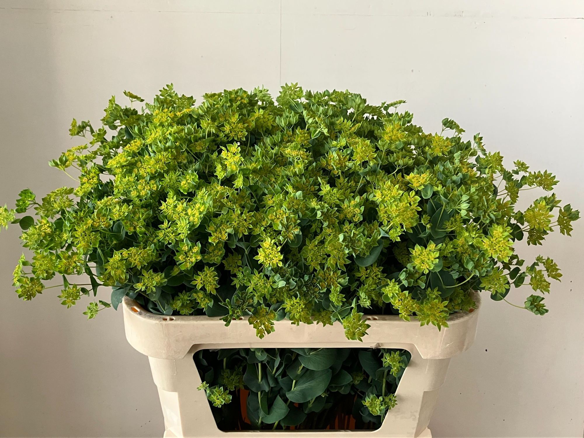 Буплеурум Гриффити 75, шт.