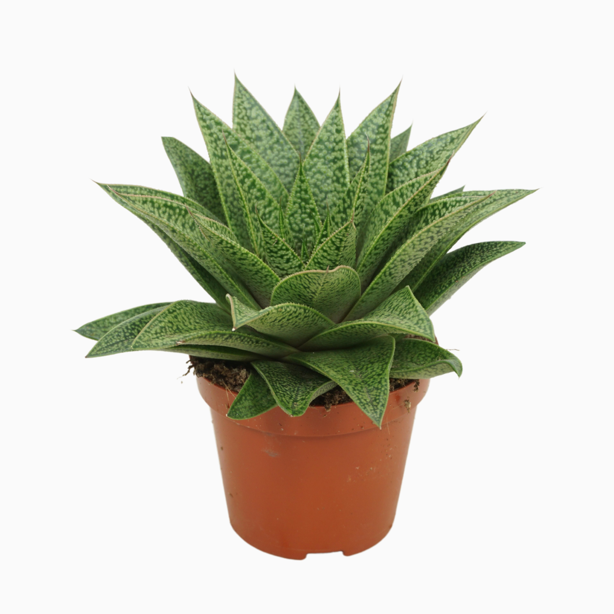 Gasteria d'tiga 8,5 cm, D 8,5