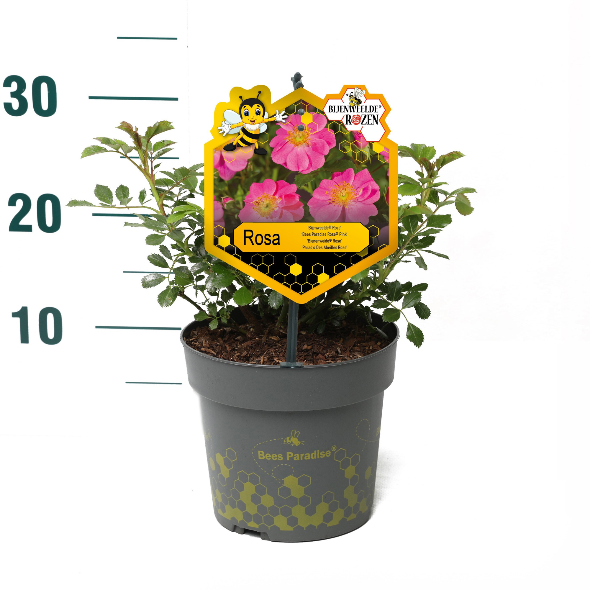 Rosa 'Pink' - Struik - P17 - Bijenweelde, D 17 cm