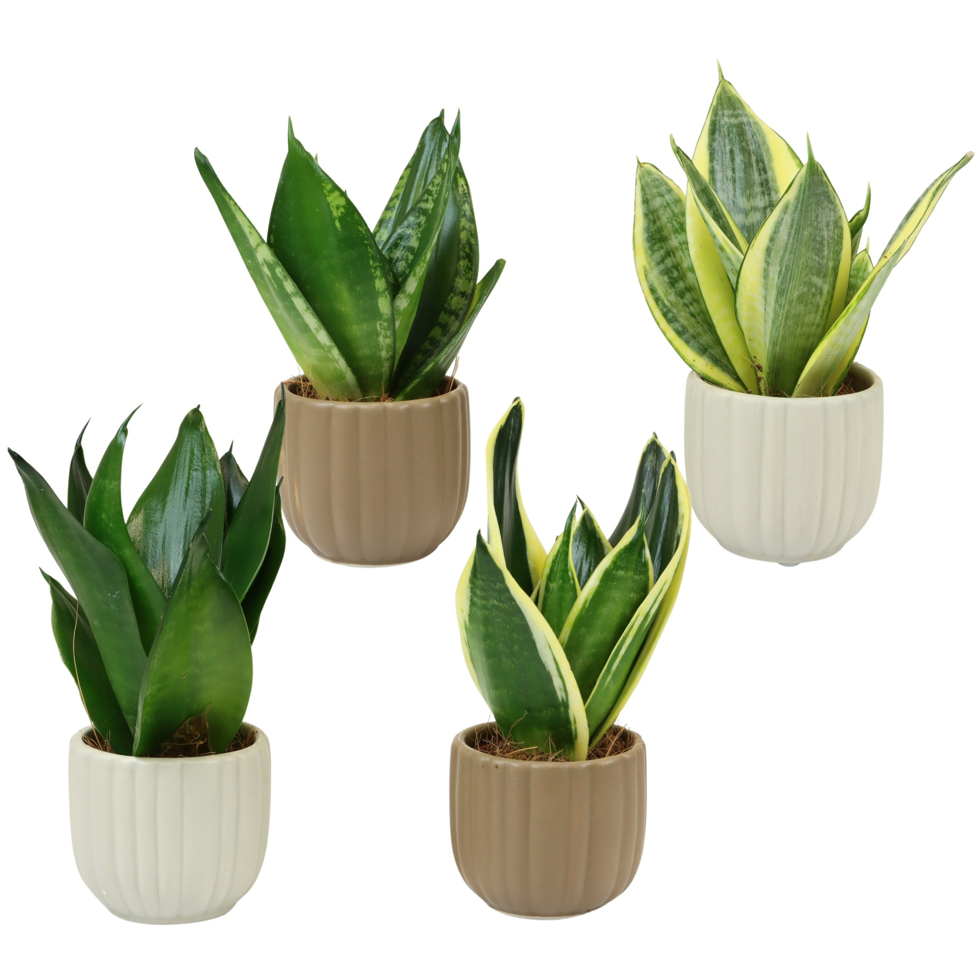 Flow with Sansevieria hahni mix, D 6