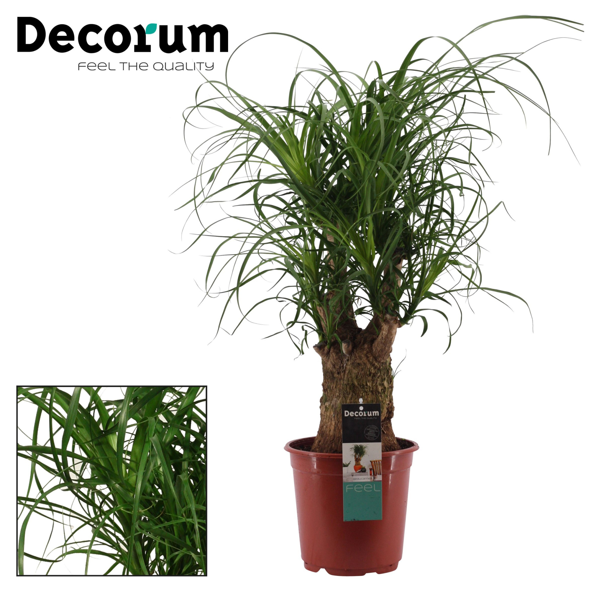 Beaucarnea vertakt 21 cm (Decorum), D 21 cm