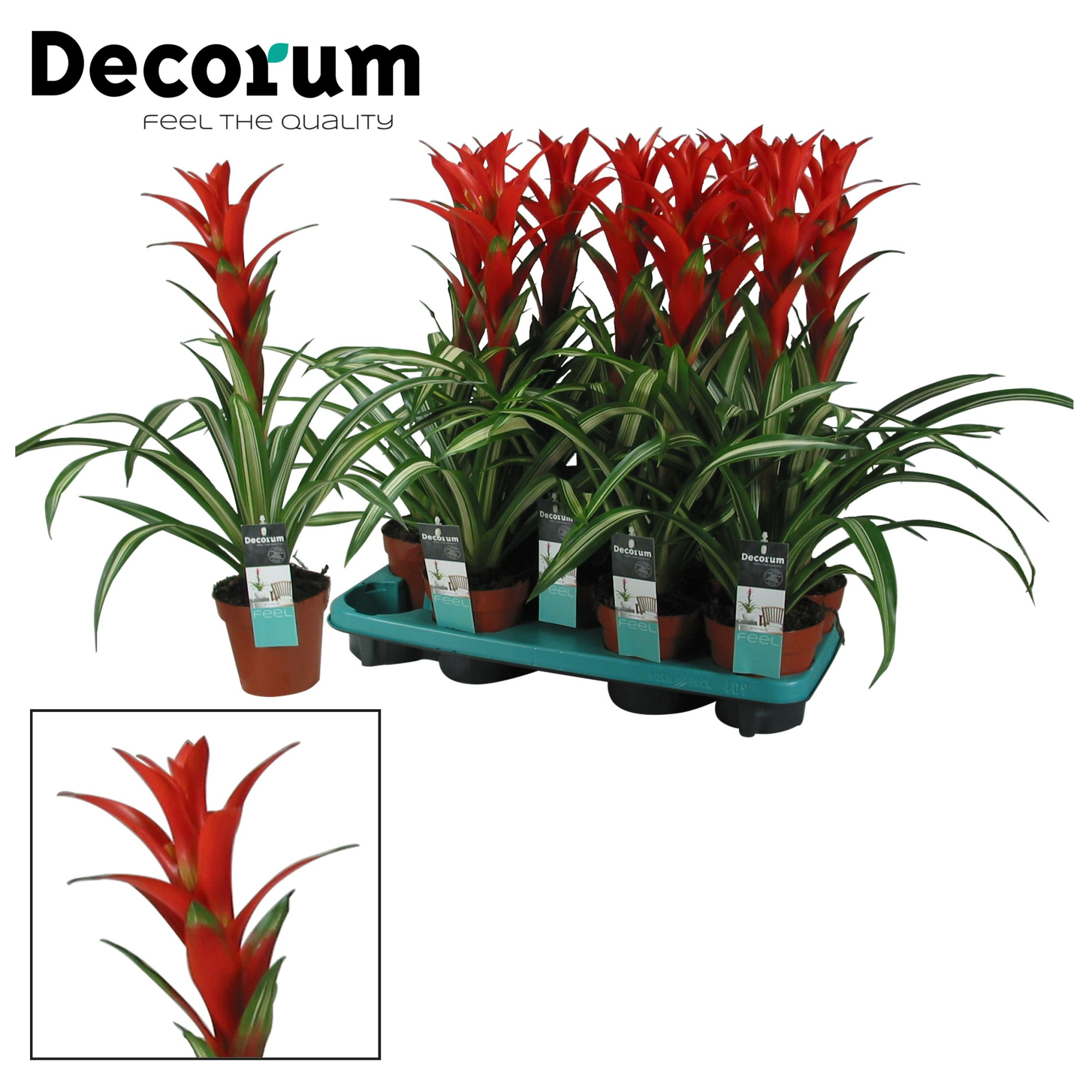 Guzmania Bandera (Decorum), D 13
