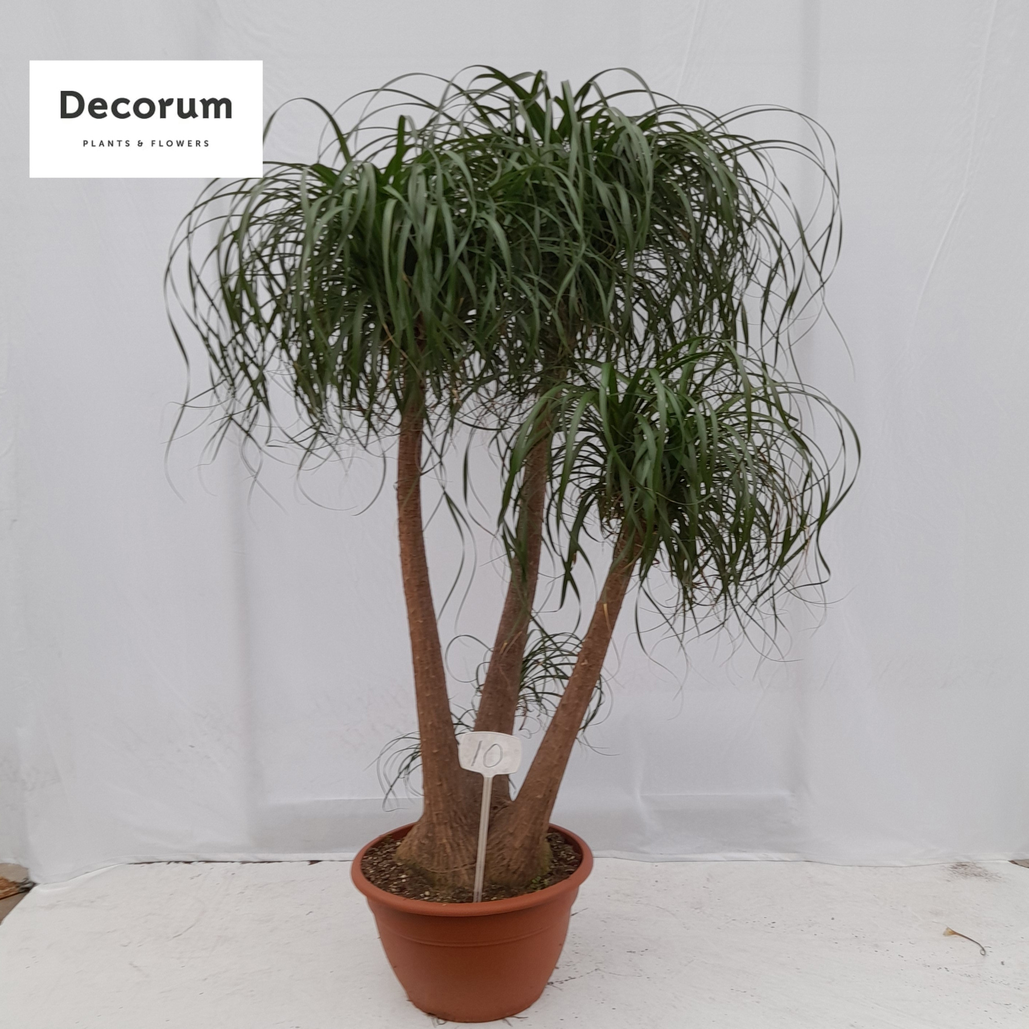 Beaucarnea vertakt op nummer 10, D 40