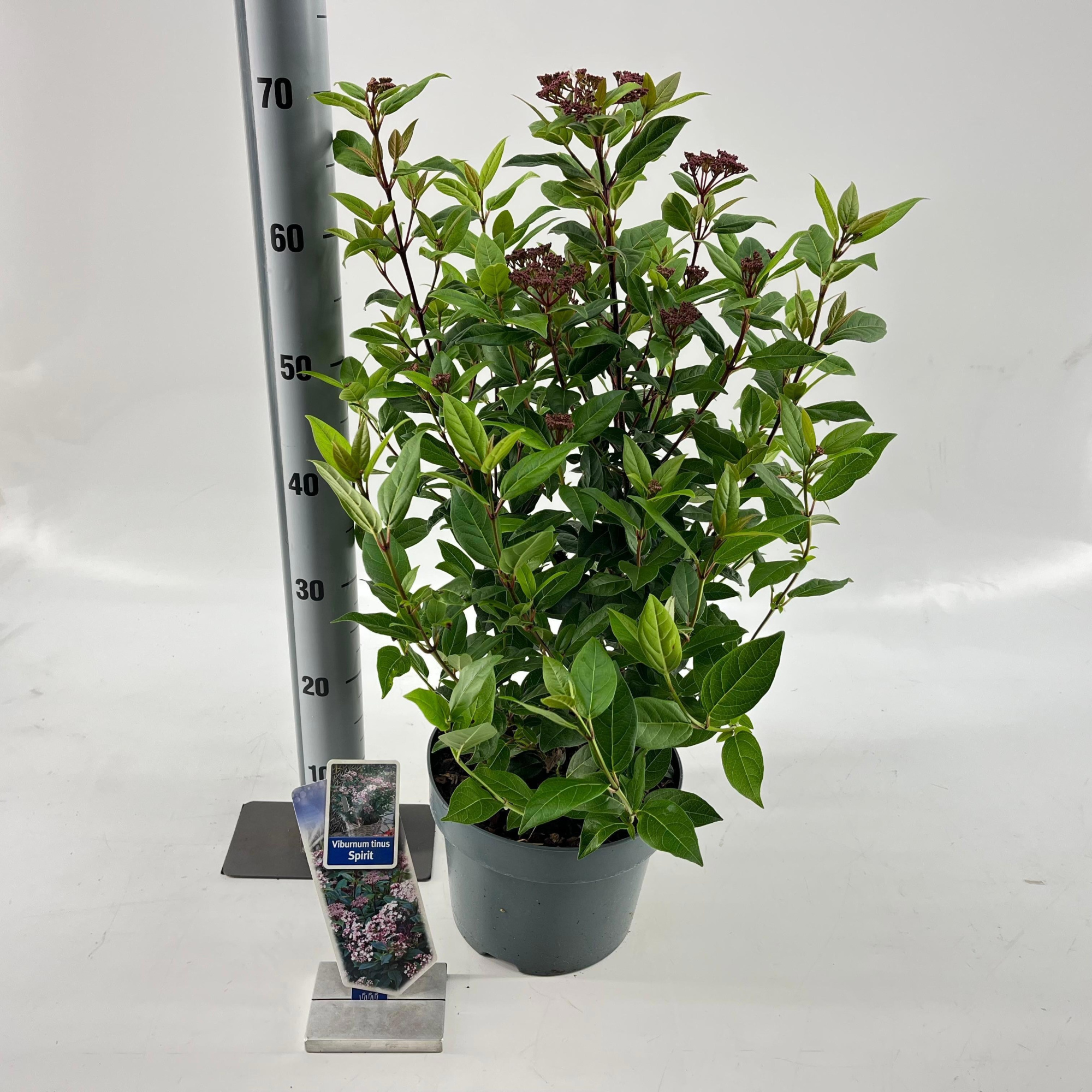 Viburnum tinus Spirit ('Anvi'PBR), D 23 cm