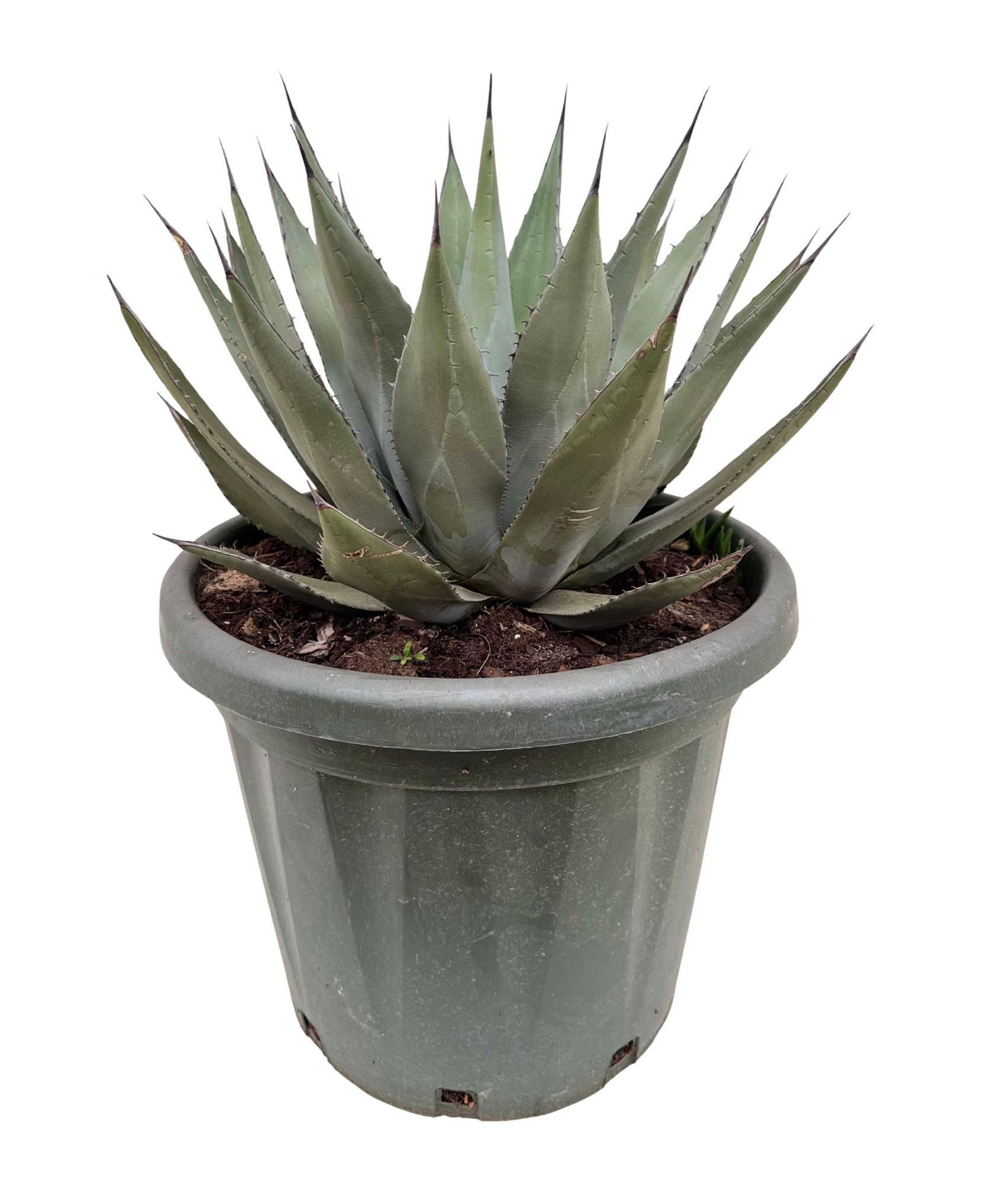 Agave neomexicana P35, D 35 cm