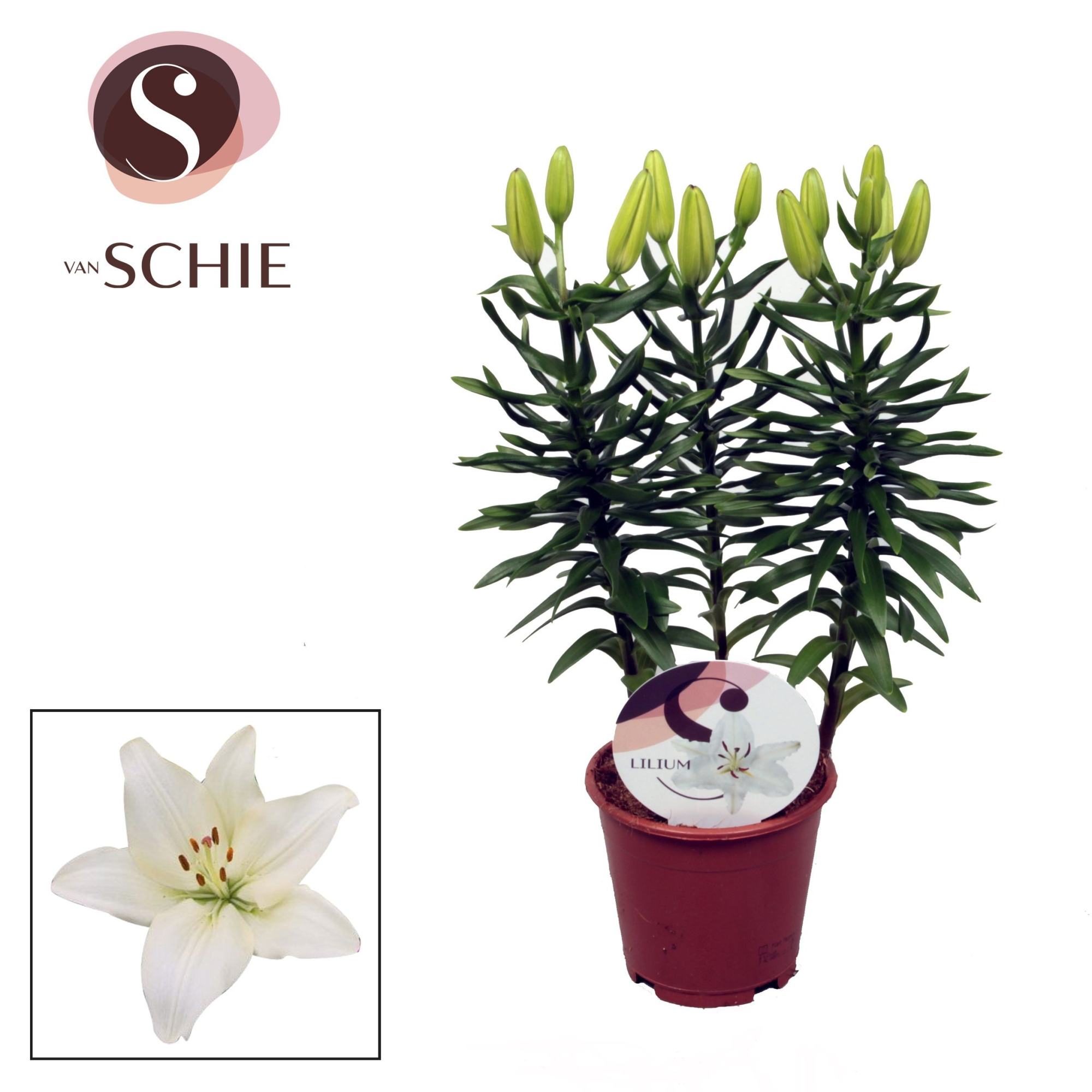 Lilium Az Gwen White 13cm, D 13 cm