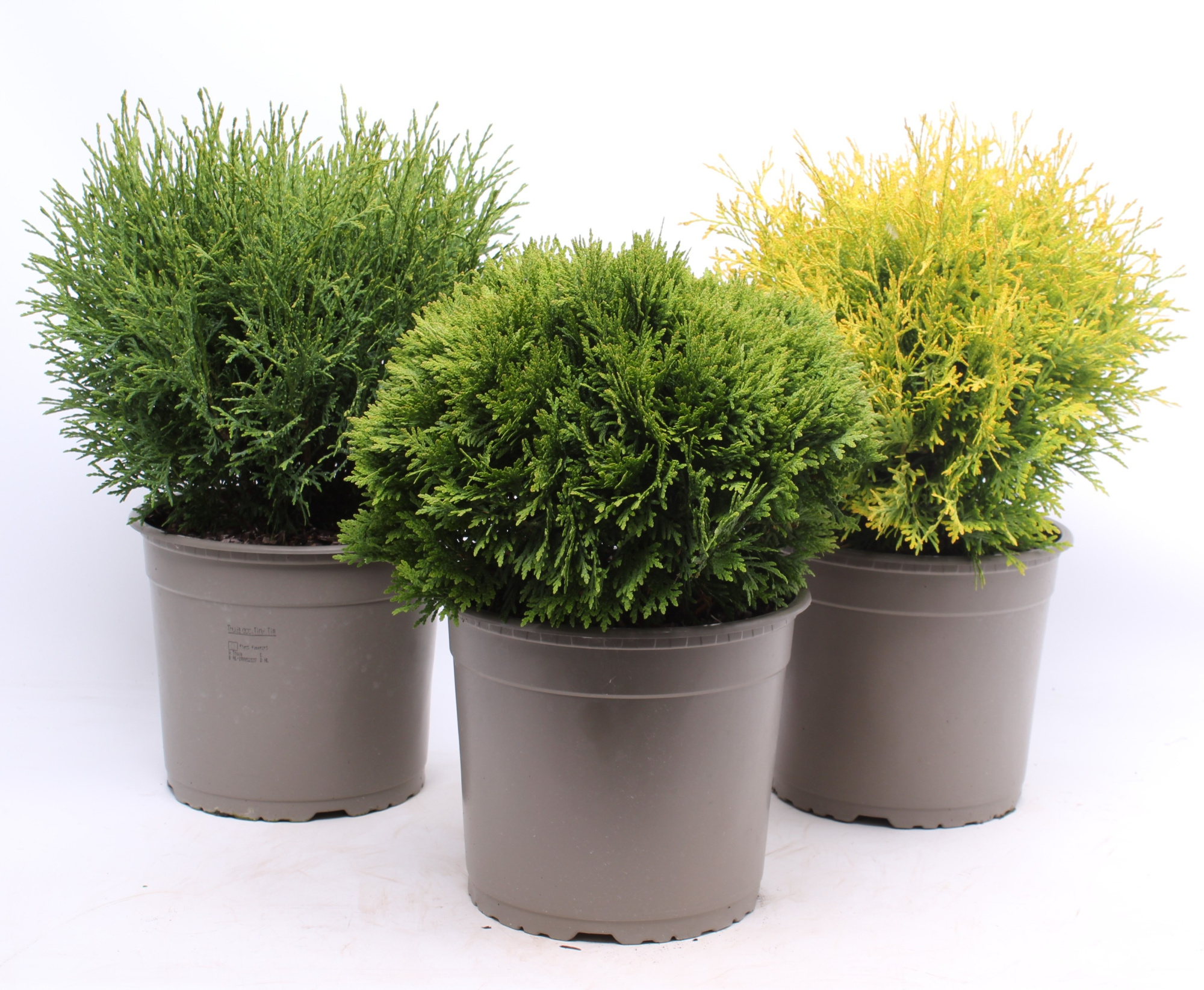 Bolvormige mix P-23, D 23