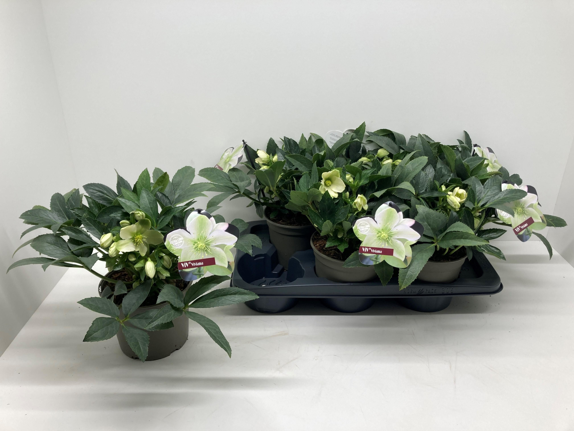 Helleborus ViV COLLECTION 'VIVIANA', D 17 cm