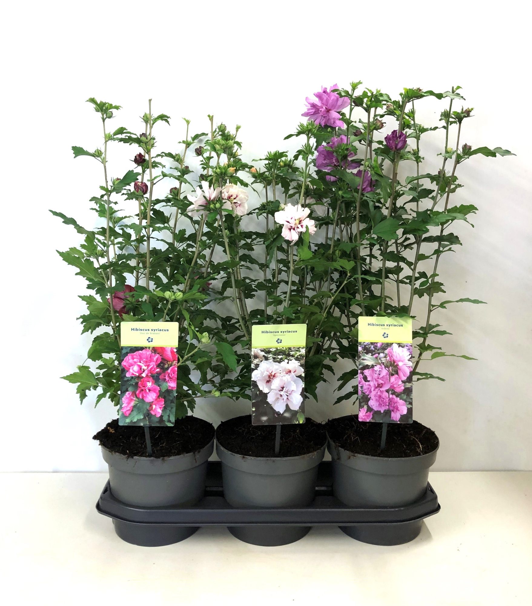 Hibiscus syriacus mix dubbelbloemig 19 cm, D 19 cm