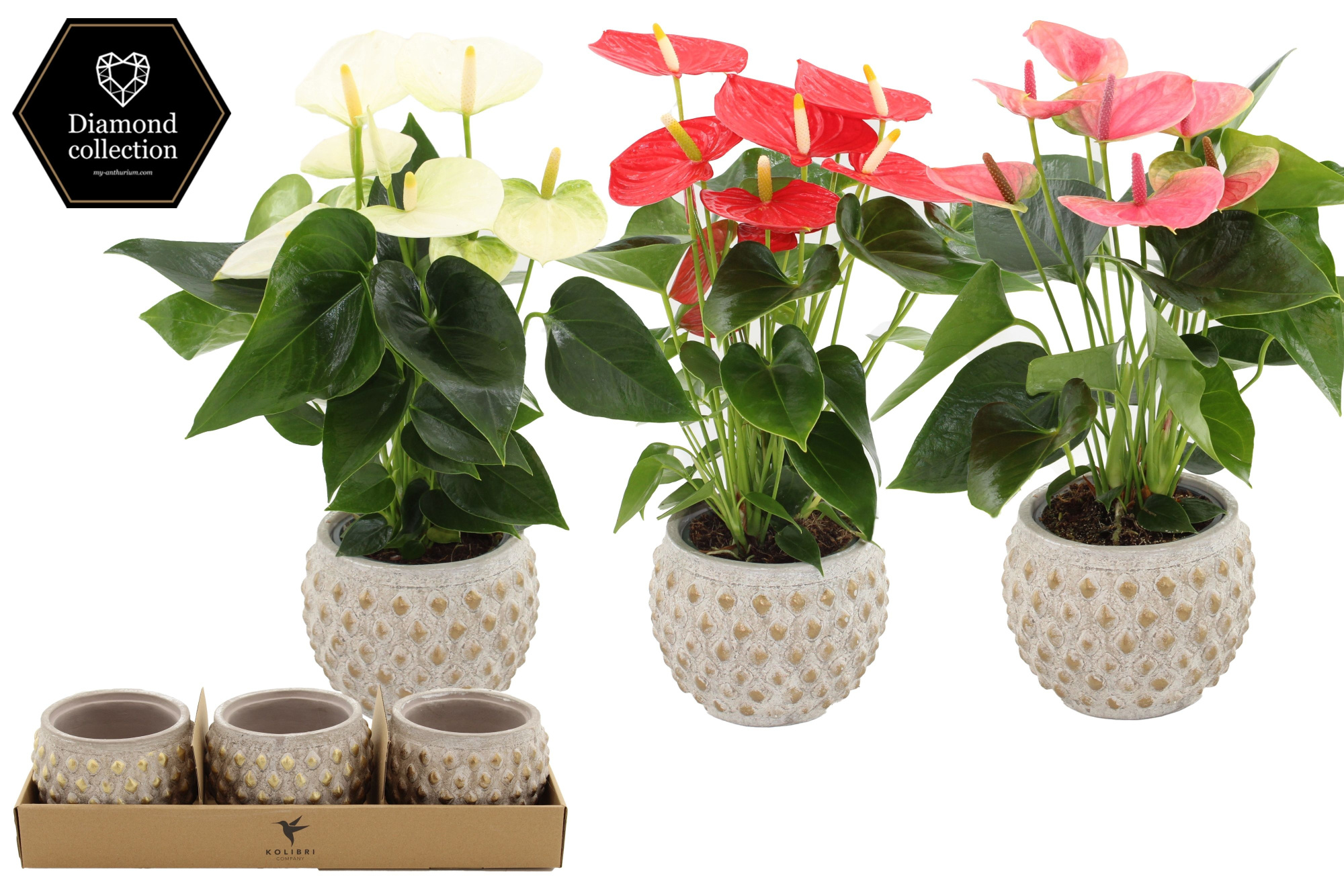 Anthurium 12 cm 3 color mix in Marrakesh gold ceramics, D 12 cm