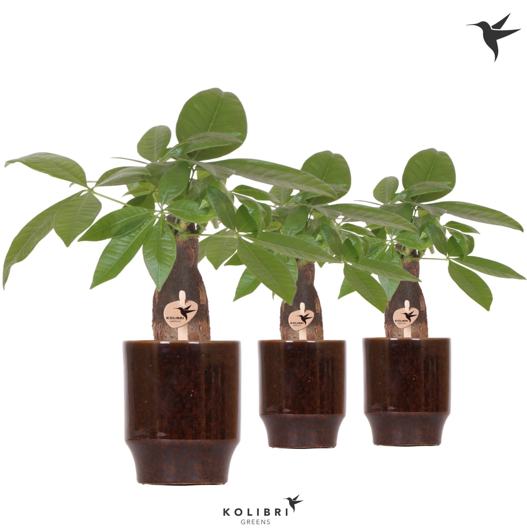 Kolibri Greens Pachira in Classy pot brown, D 9 cm