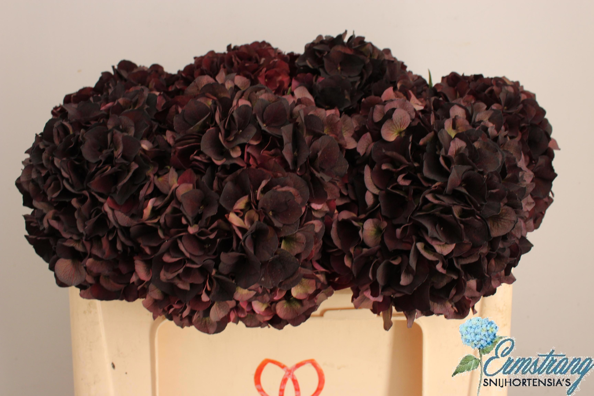 Гортензия Мэджикал Дарк Руби Классик 50, шт.