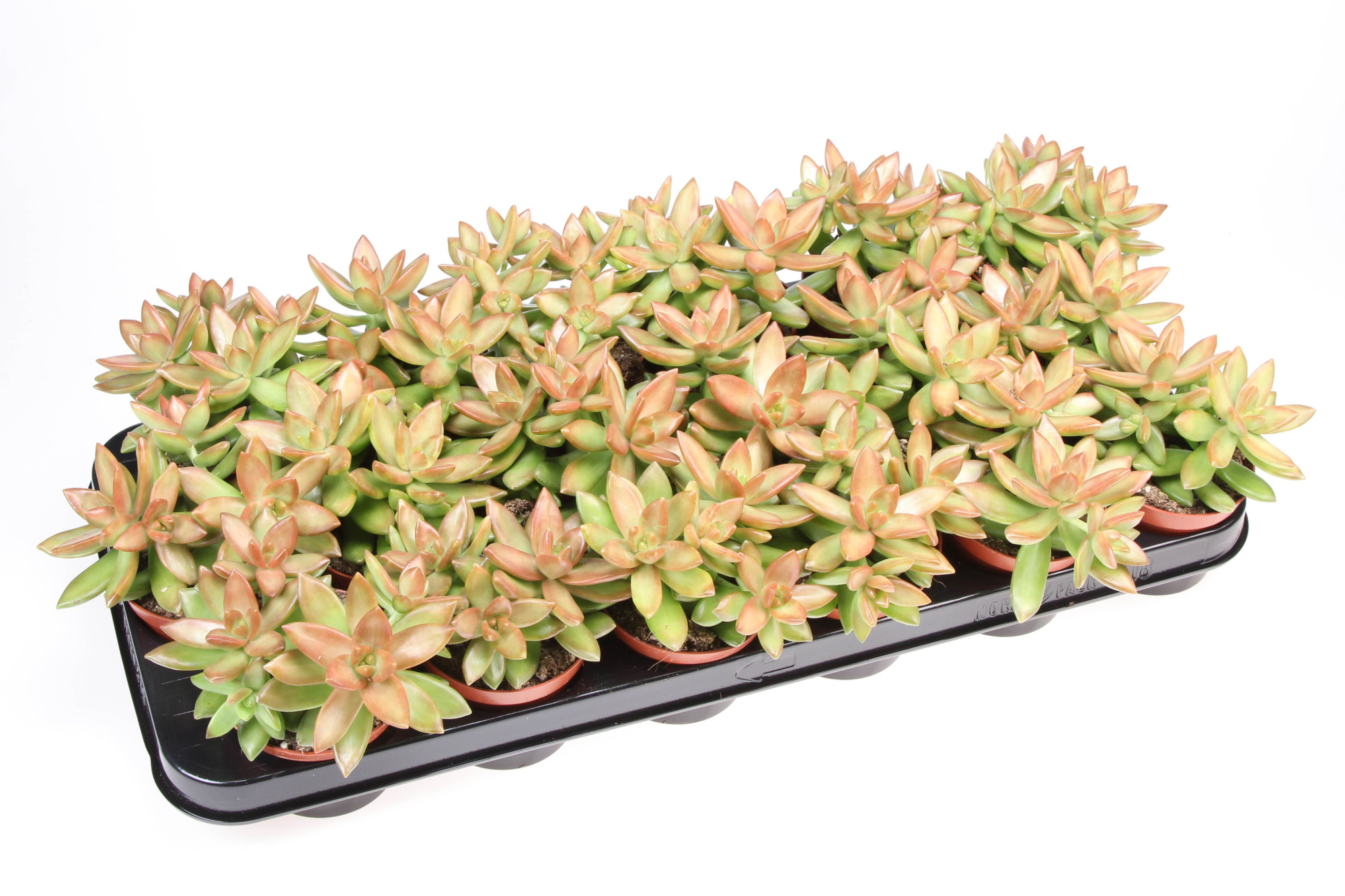 Sedum Nussbaumerianum, D 8,5 cm