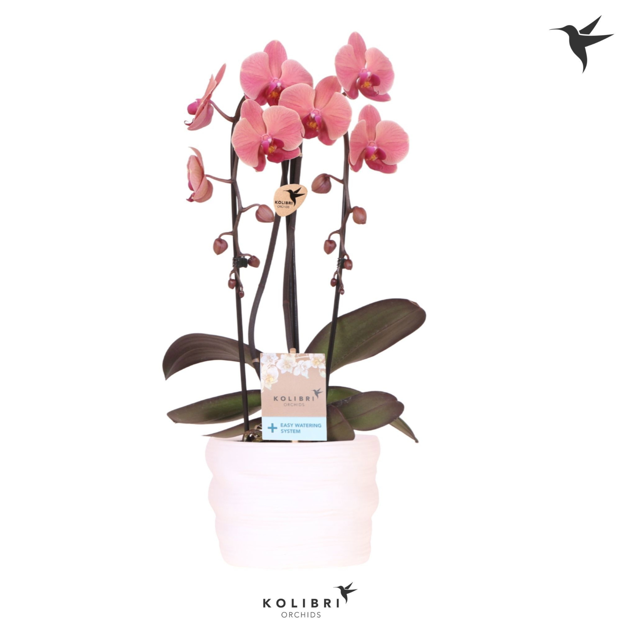 Kolibri Orchids Cascade Niagara Fall orange 2 spike in pot white with easy watering system, D 12