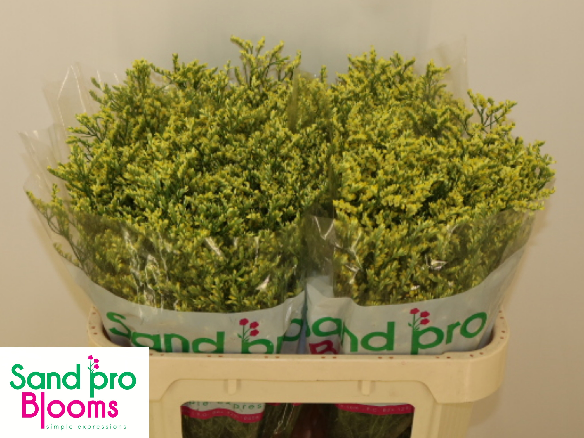 Лимониум Чайна Саммер 70, шт.