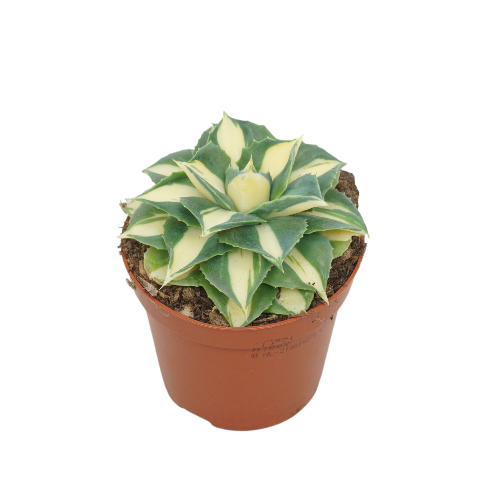 Agave potatorum gold 8,5 cm, D 8,5 cm