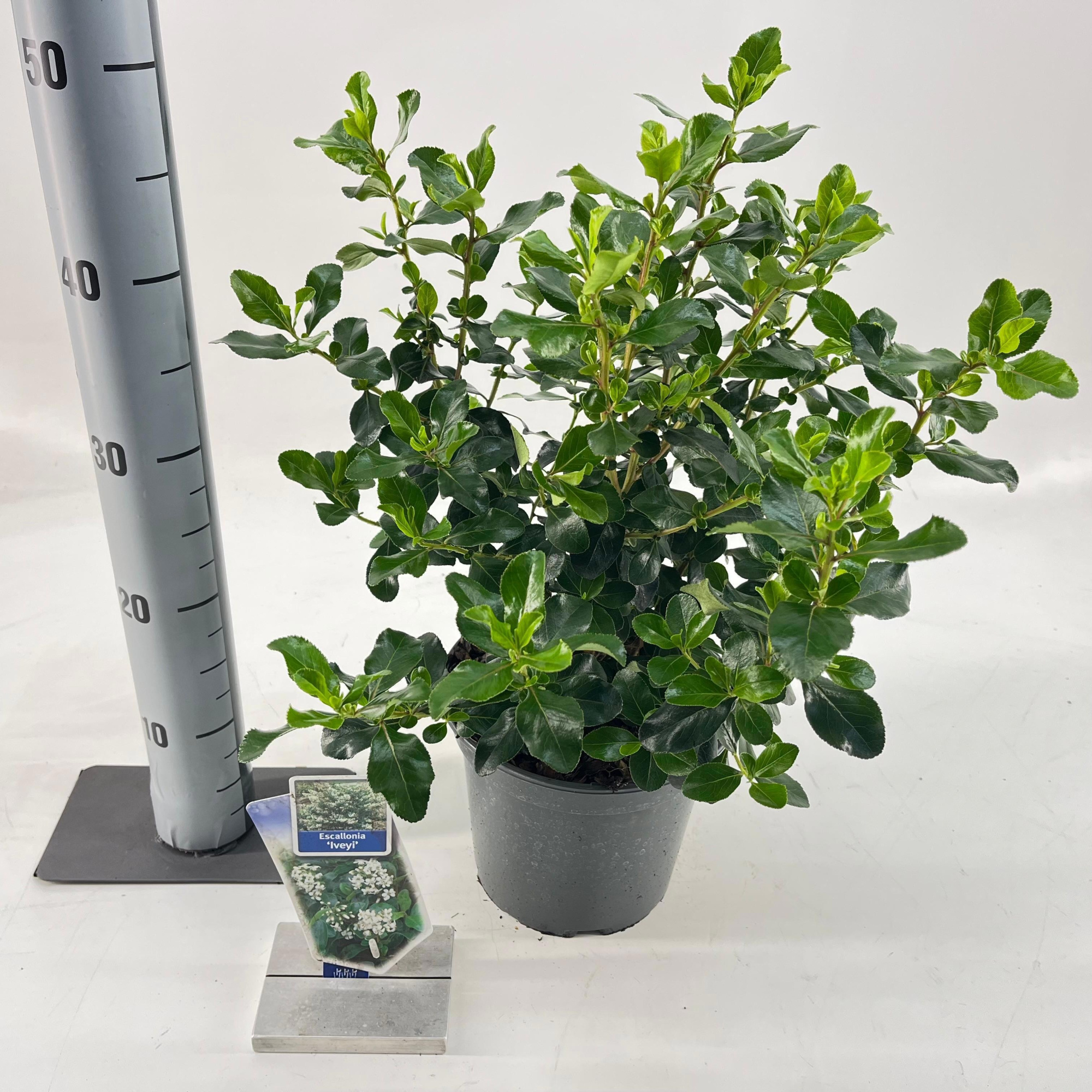 Escallonia 'Iveyi', D 19 cm