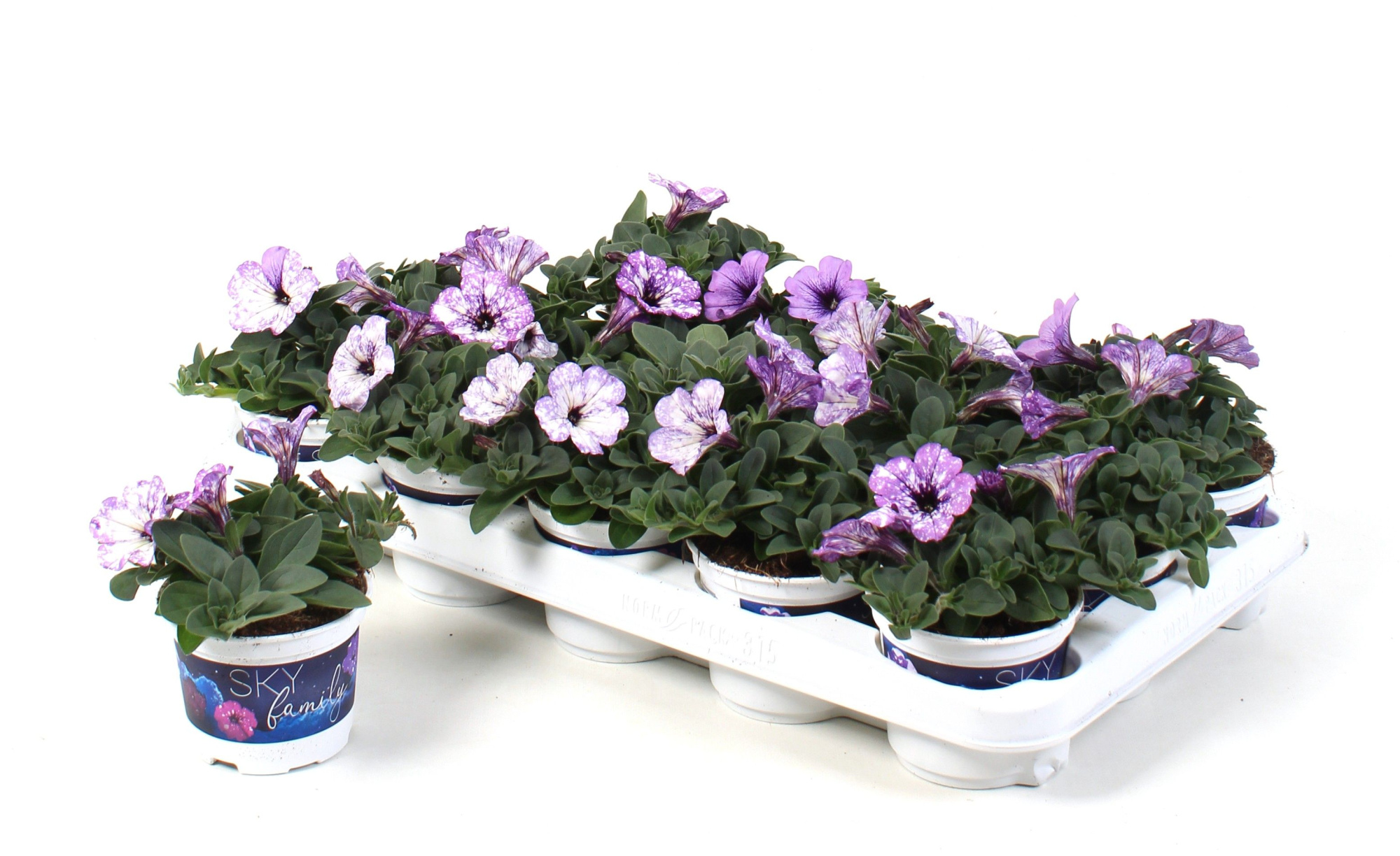 Petunia Lavender Sky, D 10,5