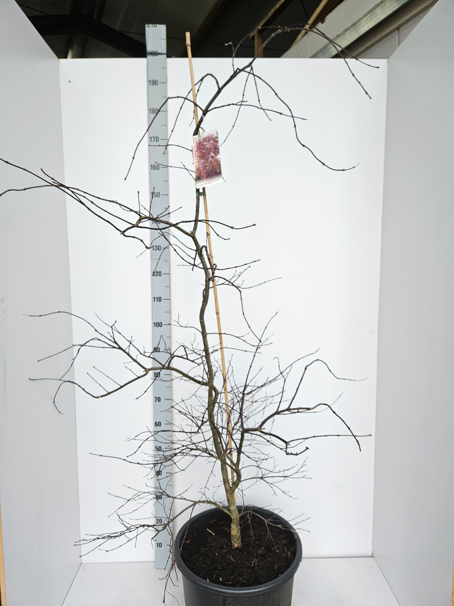 Acer palmatum 'Inaba-Shidare', D 43