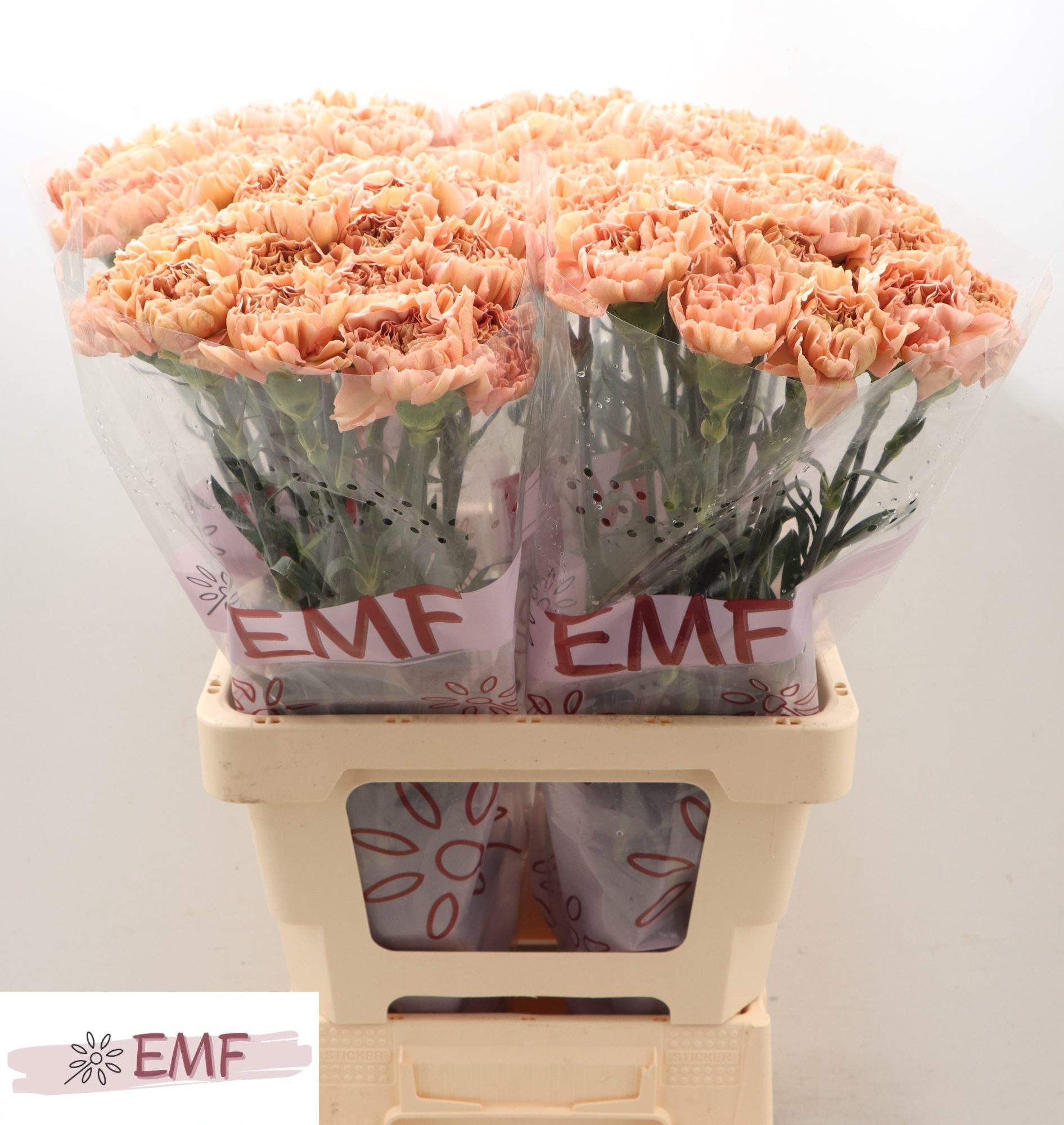 Диантус од. Саона+, шт.