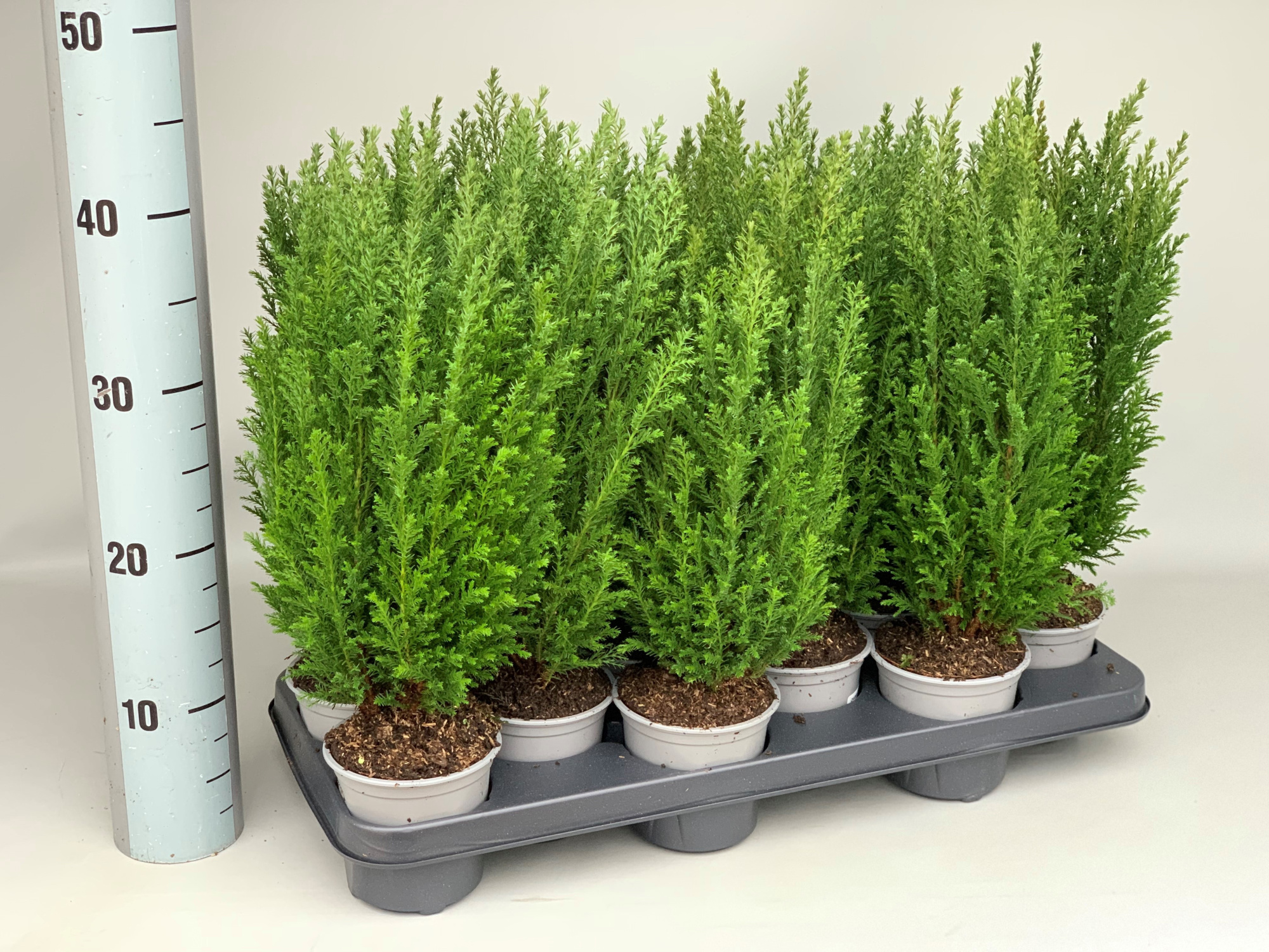 Chamaecyparis Lawsoniana Ellwoodii P11, D 11 cm