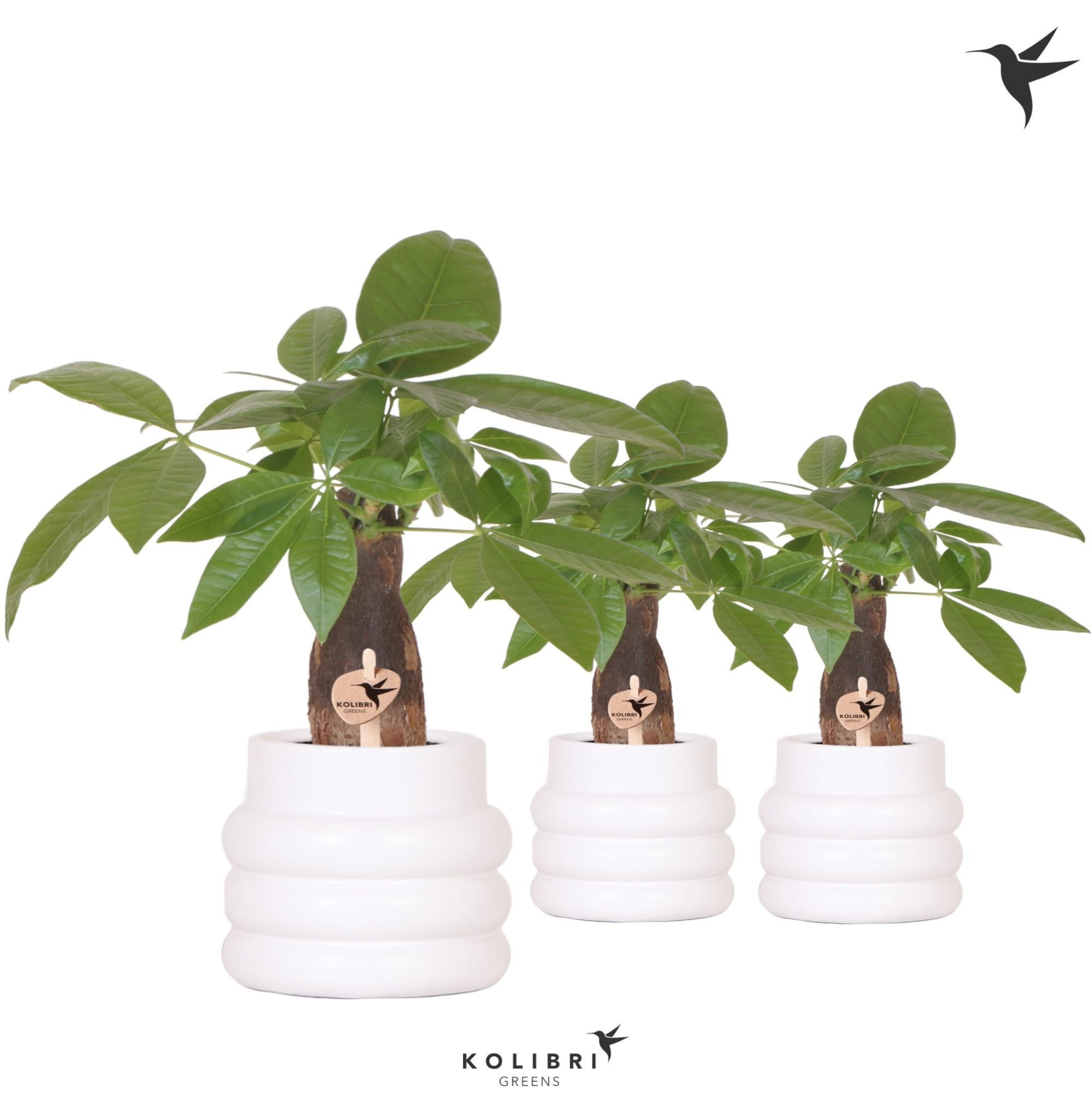 Kolibri Greens Pachira in Bubble pot white, D 9