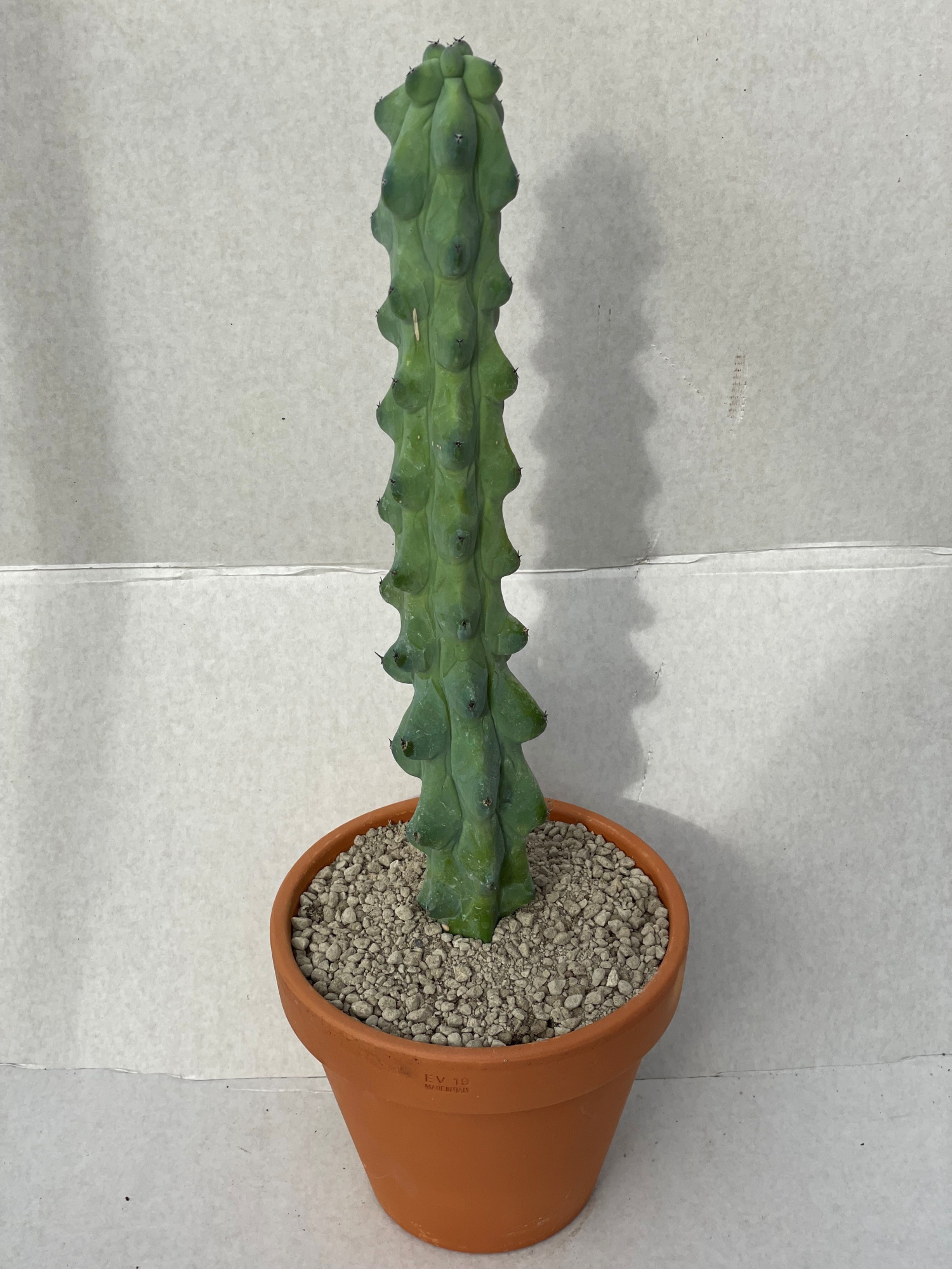 368 myrtillocactus Nipel 19 cm, D 12