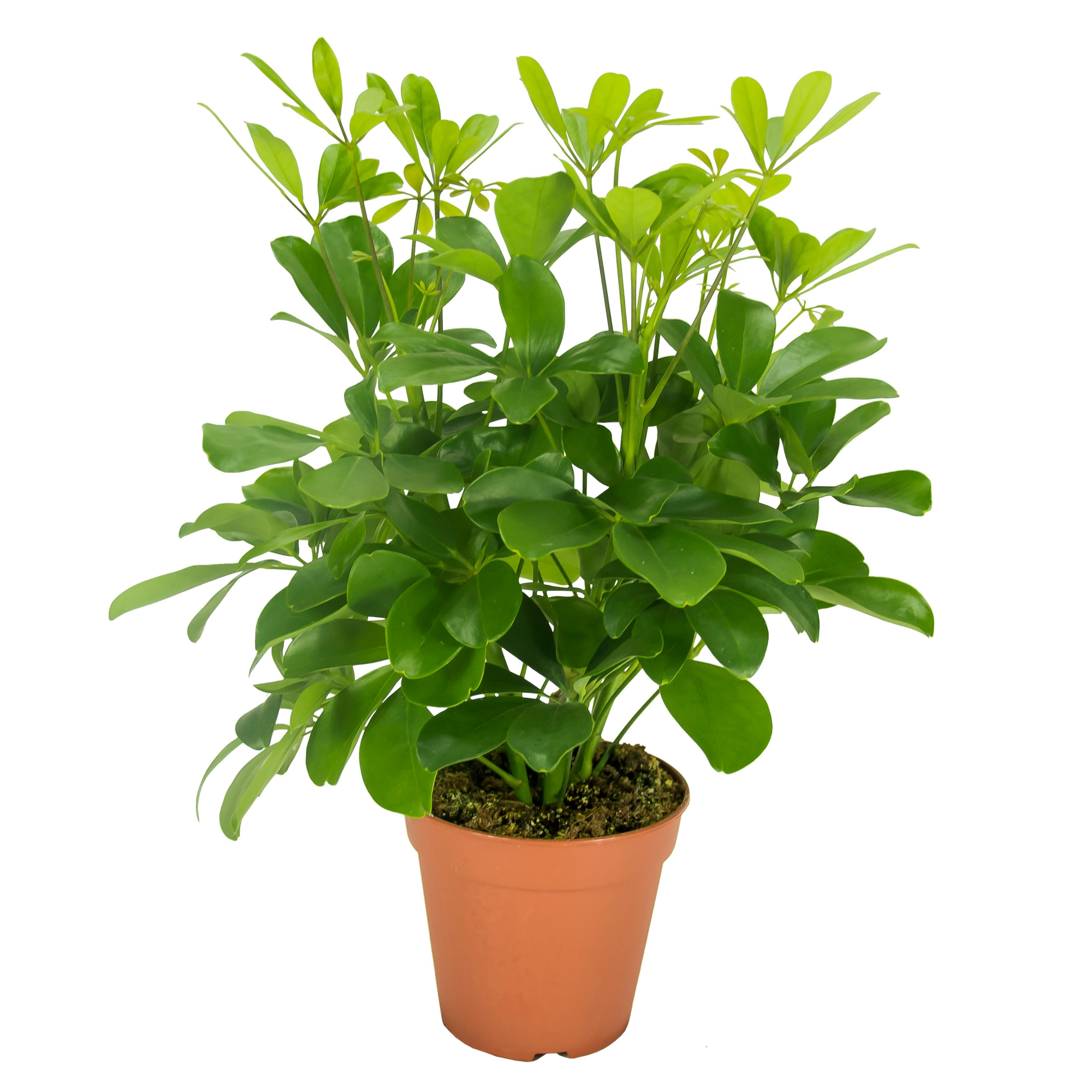 Schefflera Nora Vertakt, D 13 cm