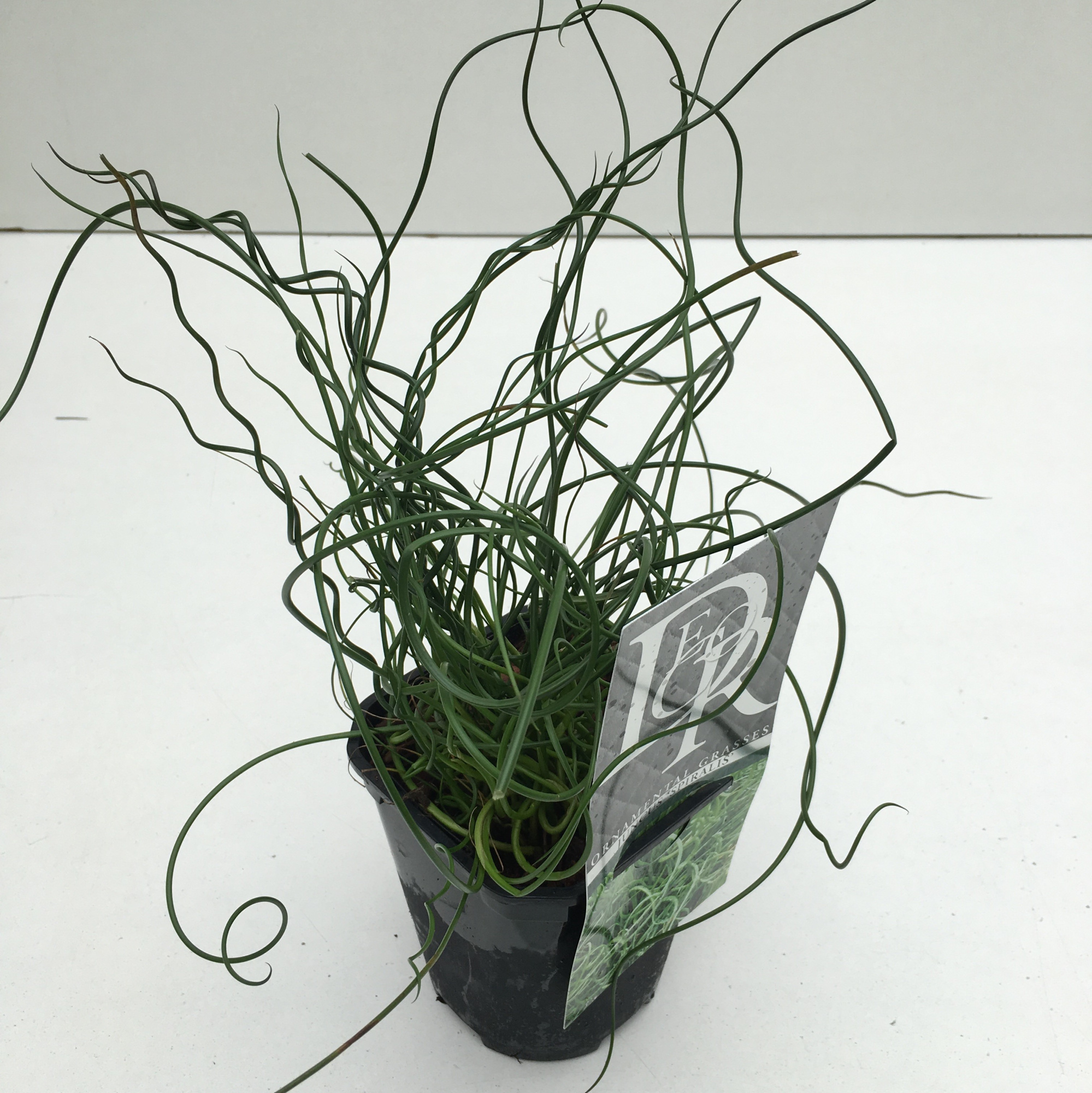Juncus 'Spiralis', D 13 cm