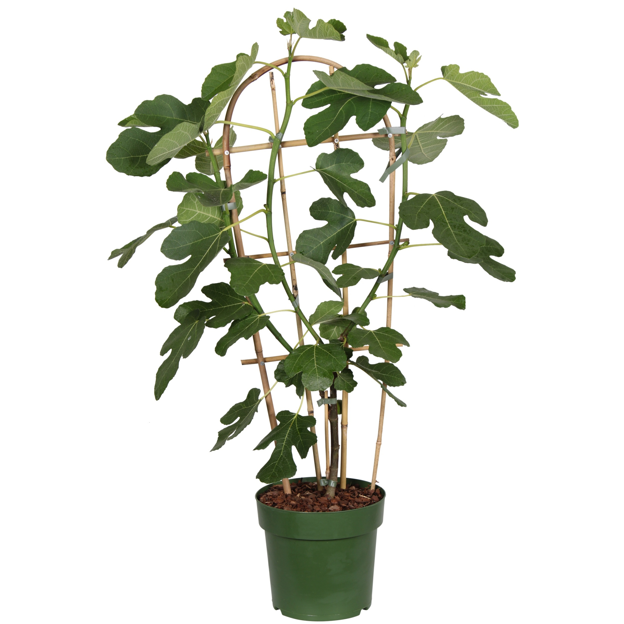 Ficus Gustissimo® Perretta® P23, D 23 cm