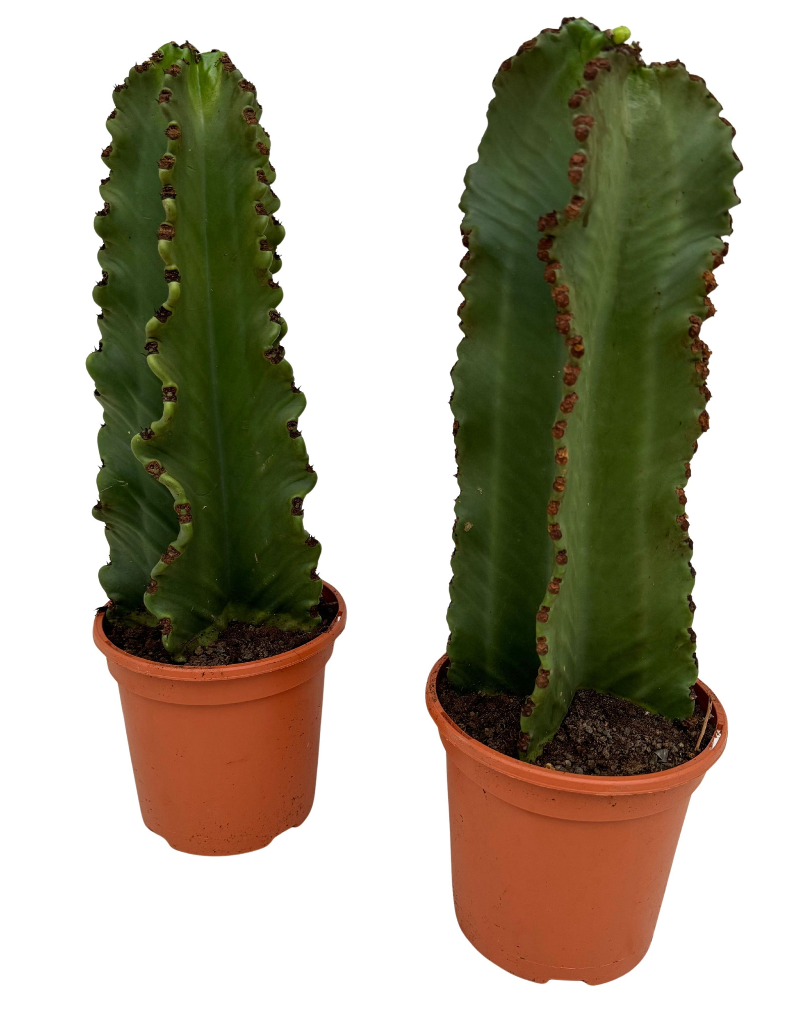 Euphorbia ingens P18, D 18 cm