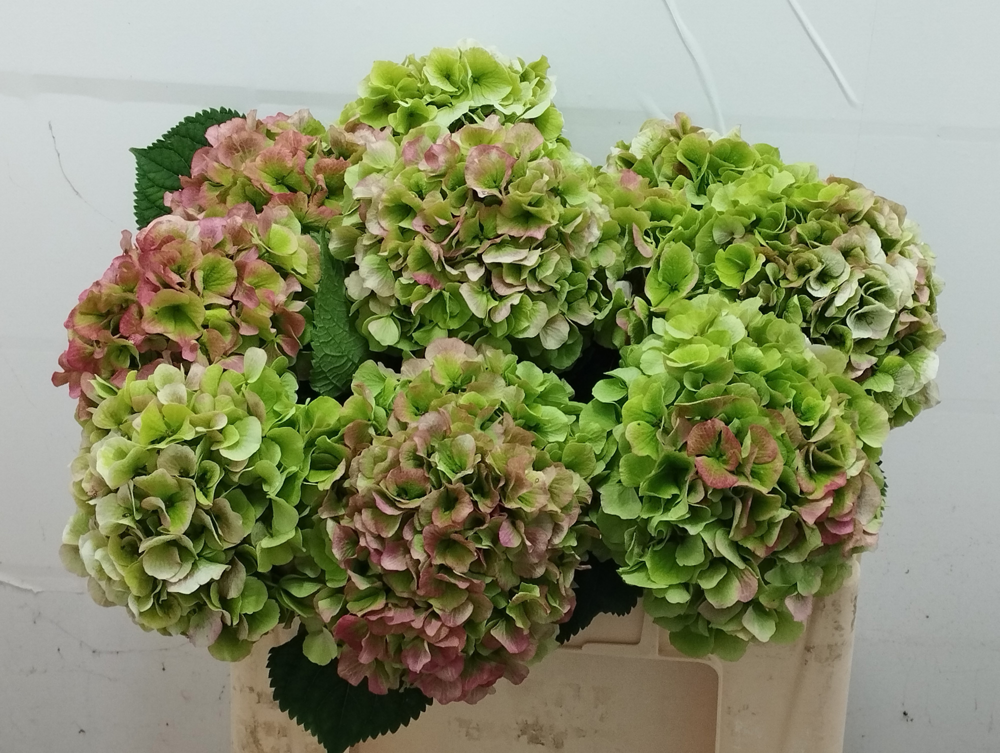 Гортензия Верена Классик 50, шт.