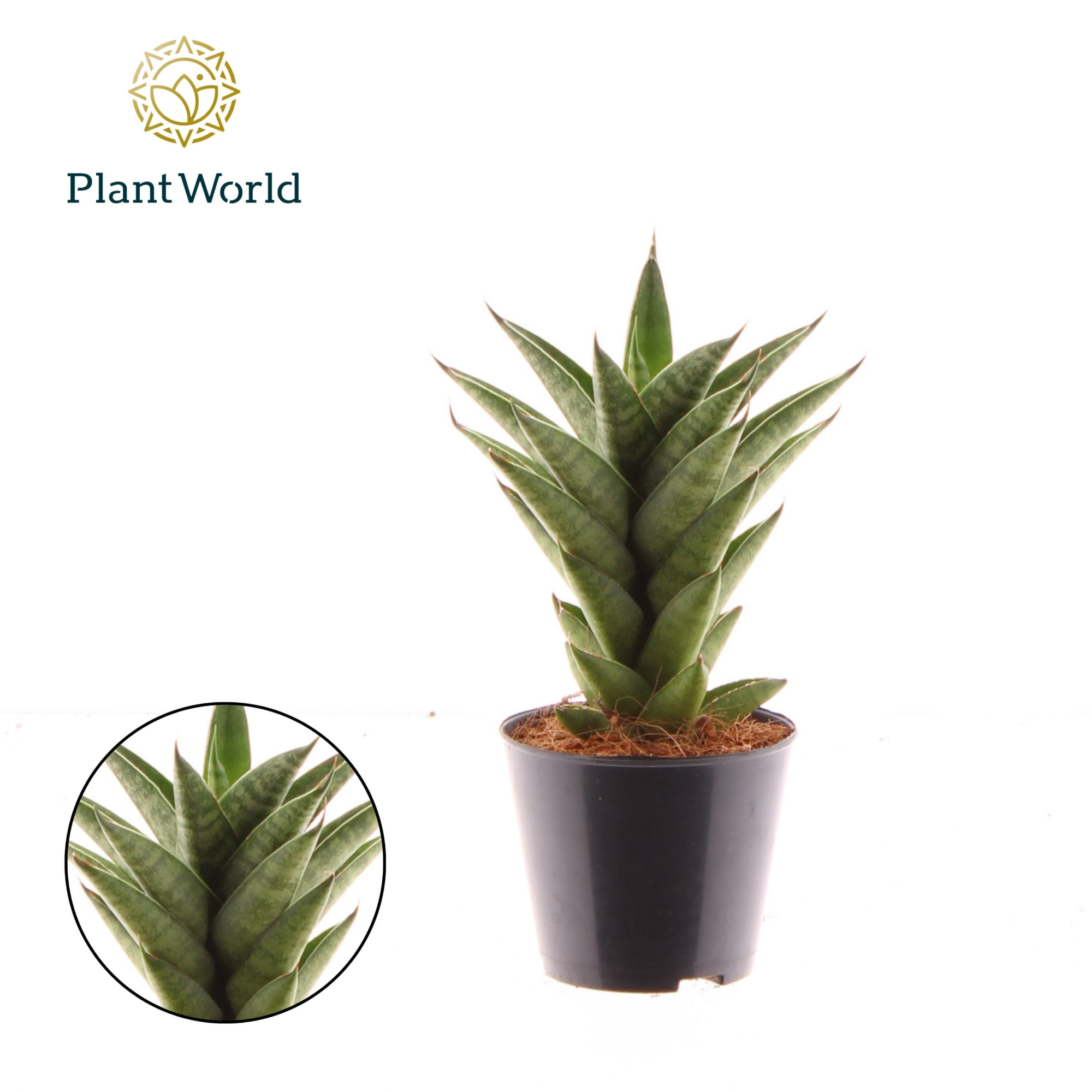 Sansevieria 'Starshooter' P8,5, D 8,5 cm