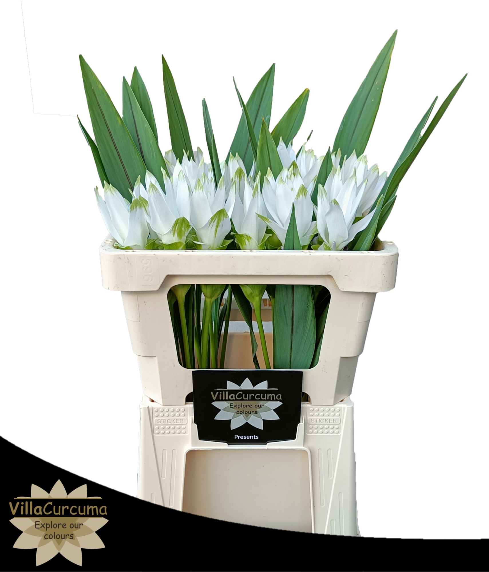 Куркума Сиам Шайн 50, шт.