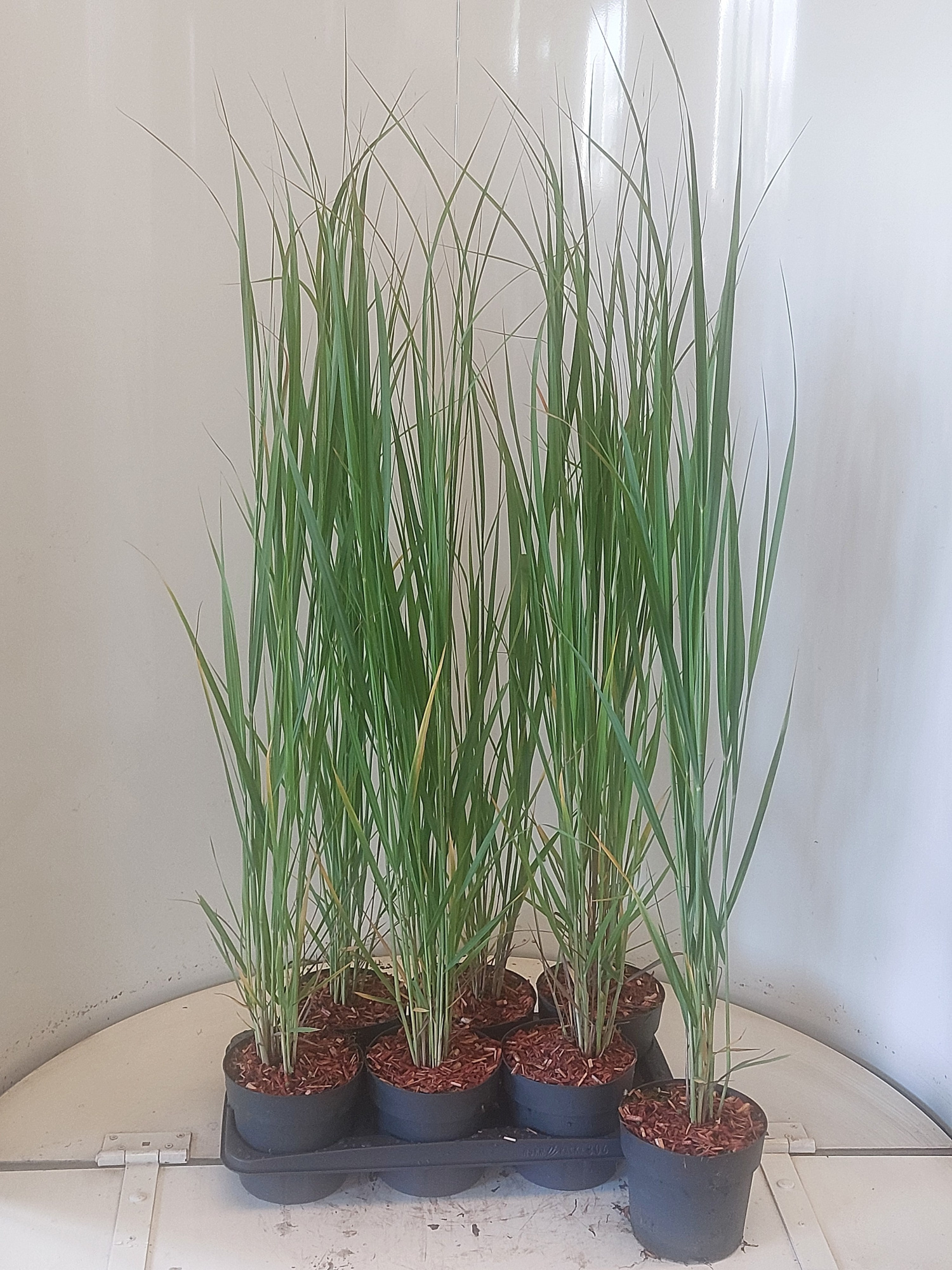 Panicum virgatum Northwind, D 17 cm