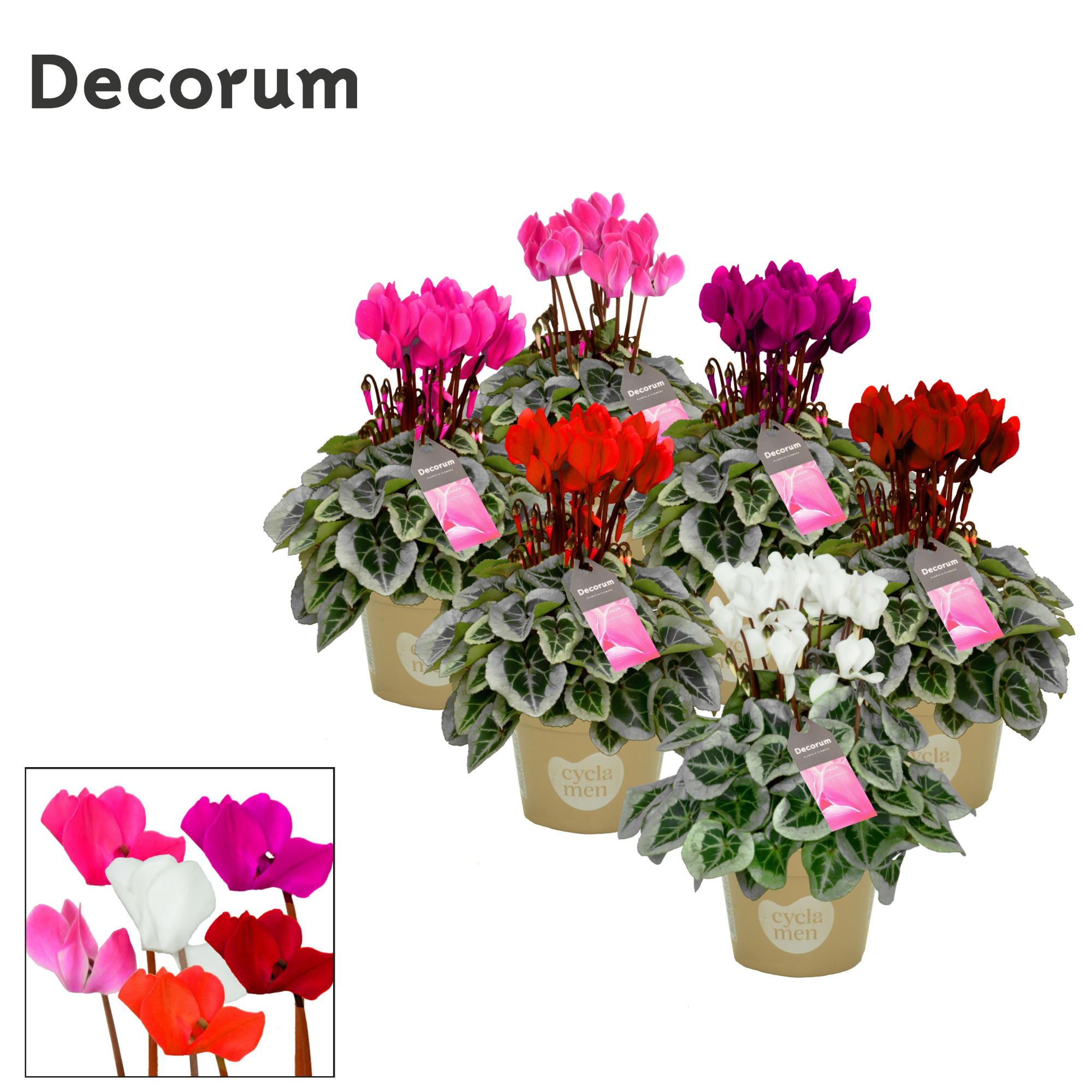 Cyclamen SS Picasso Selections Decorum, D 11 cm