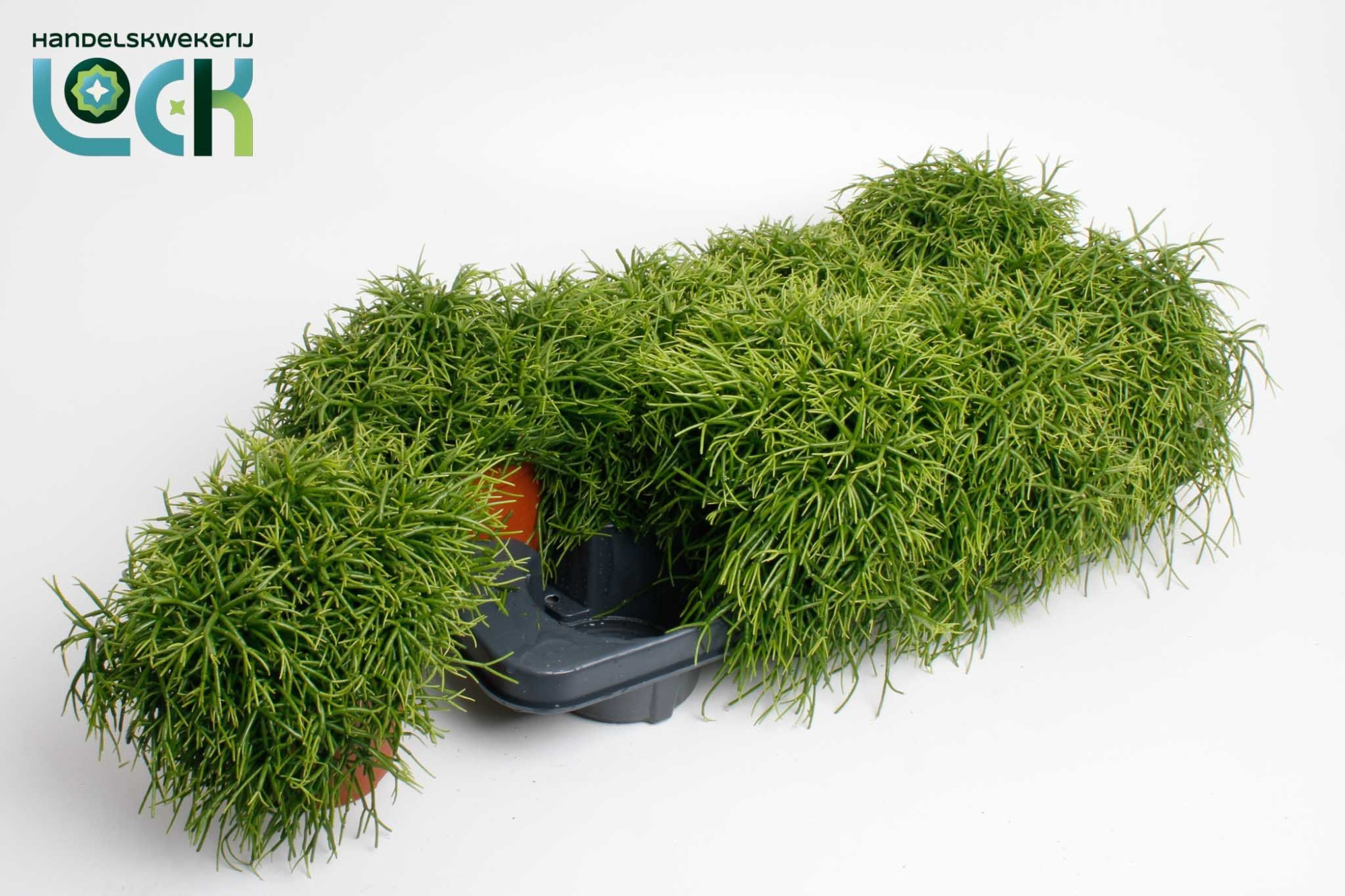 Rhipsalis Cassutha, D 12