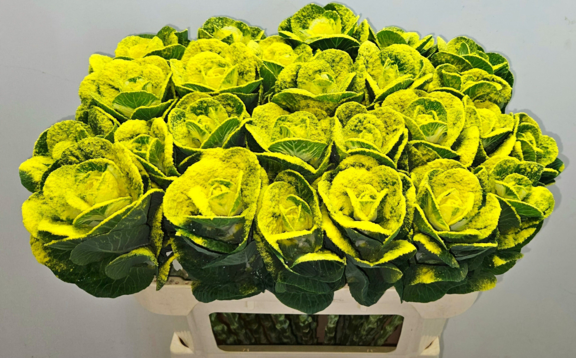 Брассика Овериг Крашеная (краш. ) 70, шт.