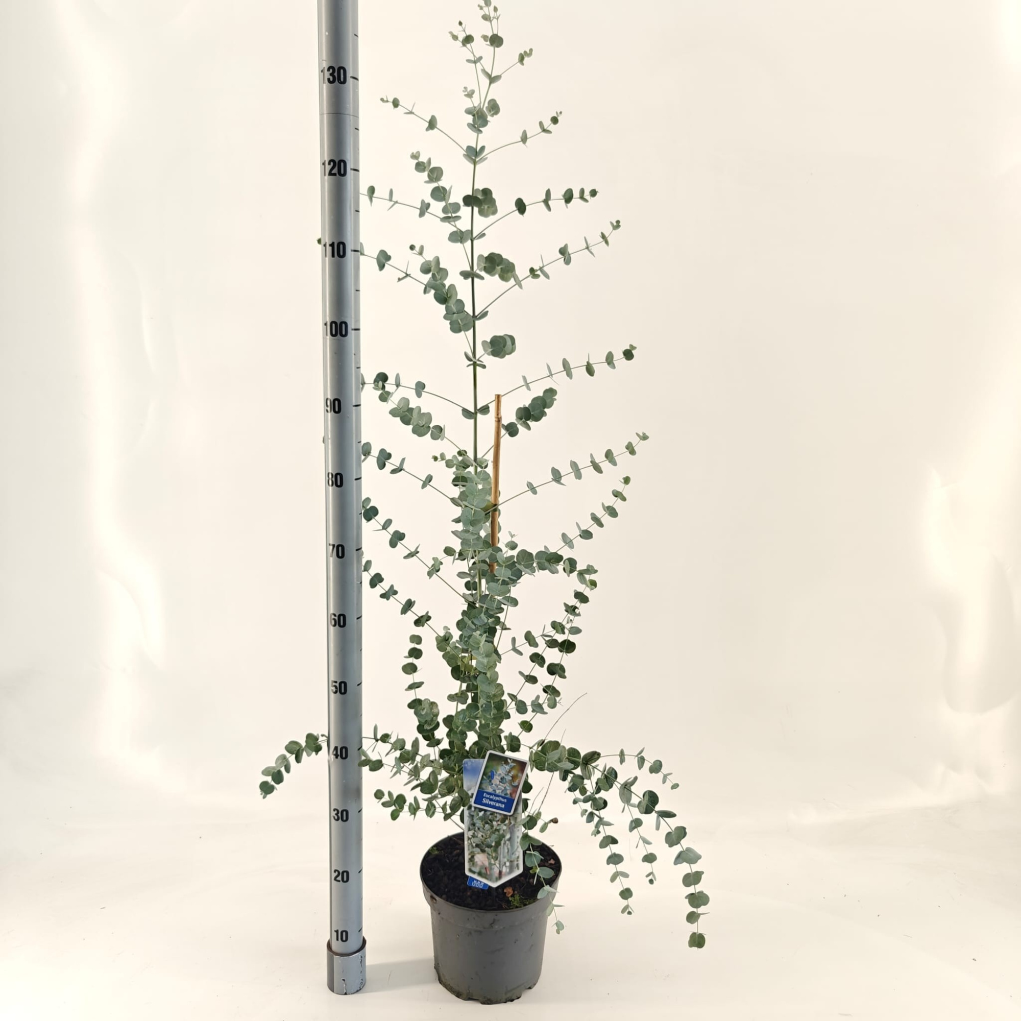 Eucalyptus gunnii Silverana ('Ion40'PBR), D 23 cm