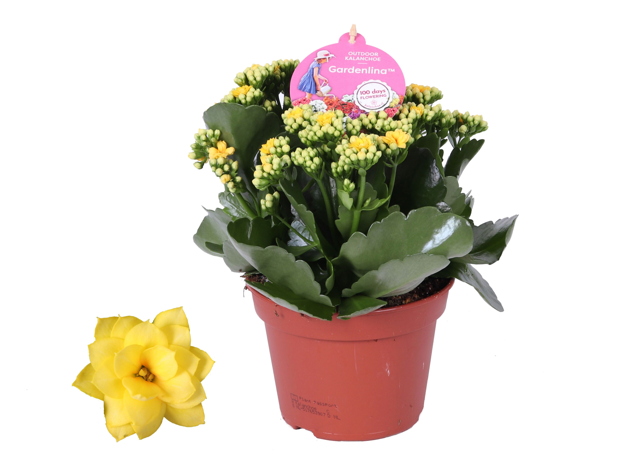 GRDN 15 GEEL - Kalanchoe Gardenlina geel 15cm, D 15