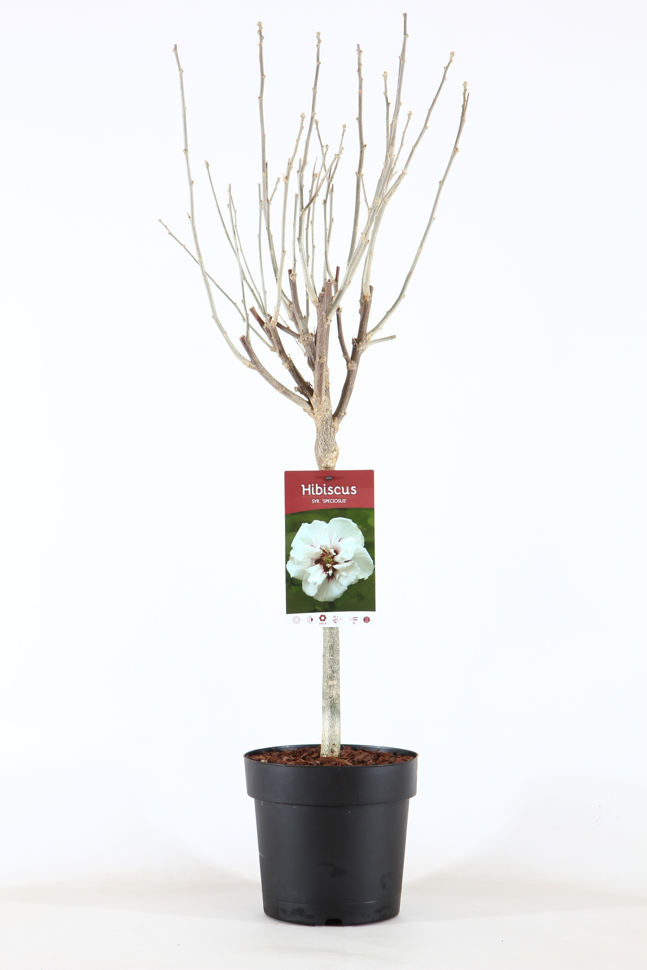 Hibiscus syr. 'Speciosus' stam 30, D 19