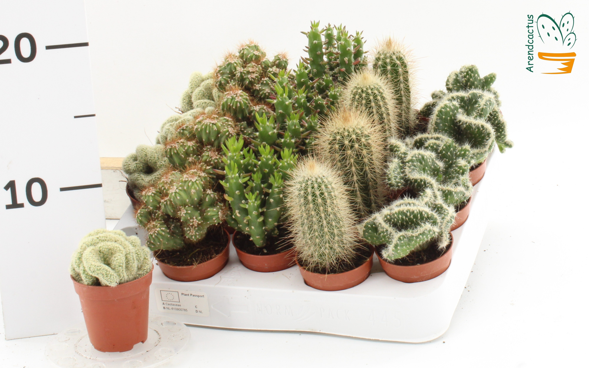 Cactus mix p5.5 445, D 5,5 cm