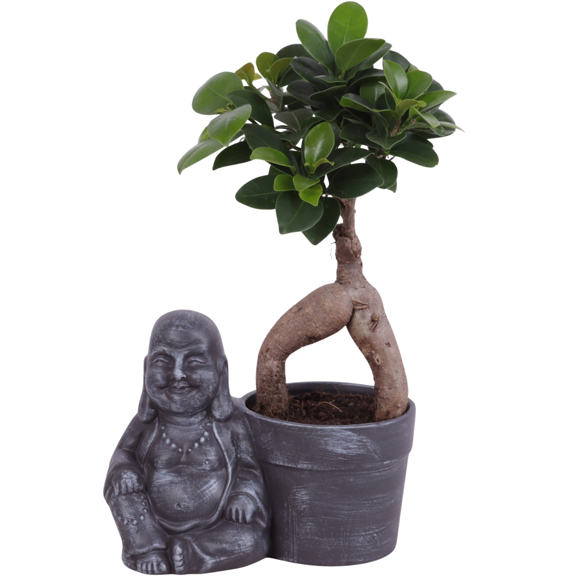 Ficus m. Ginseng Ball Shape Ø09cm in Ceramic Sitting BuddhaØ19cm, D 19